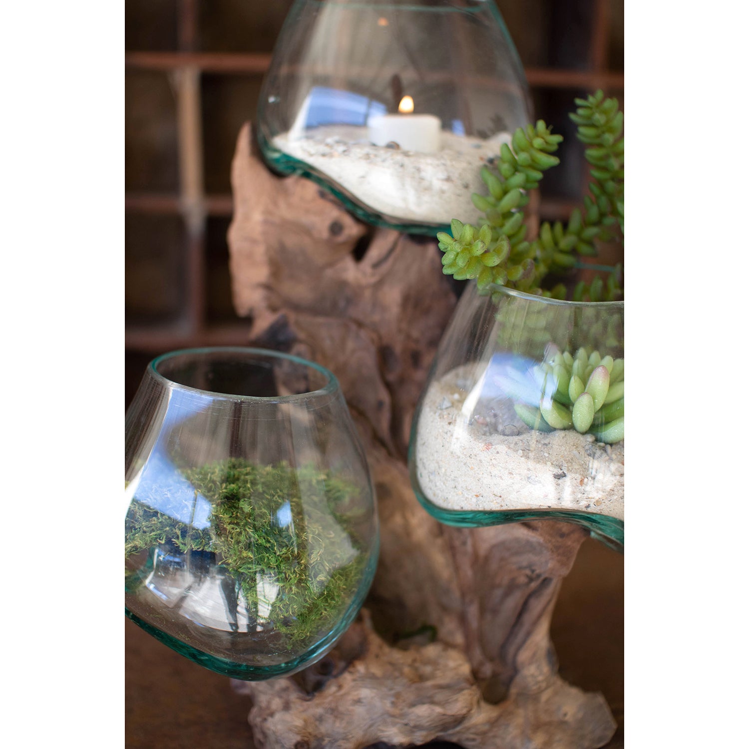 Driftwood Base Terrarium