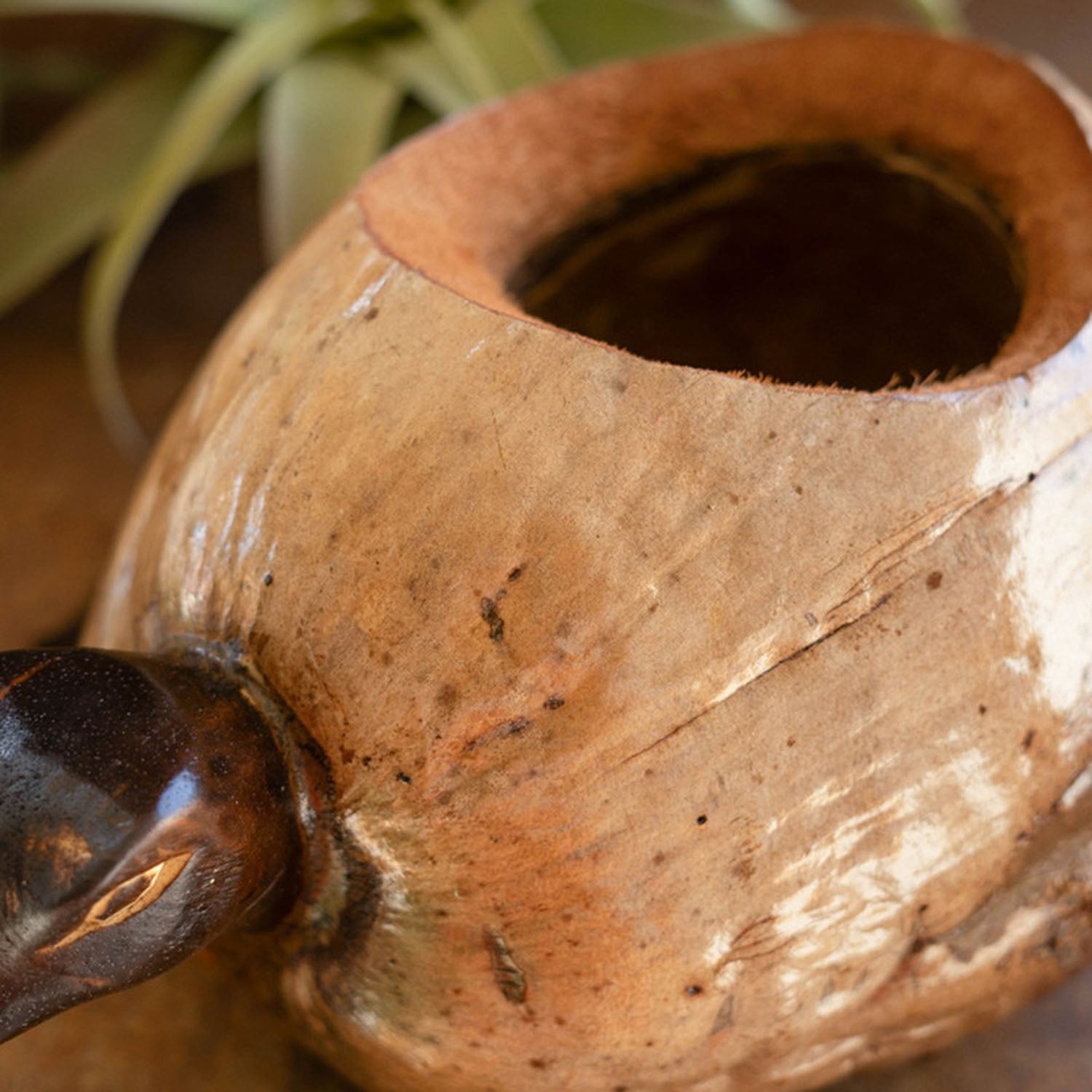 Coconut Turtle Planter