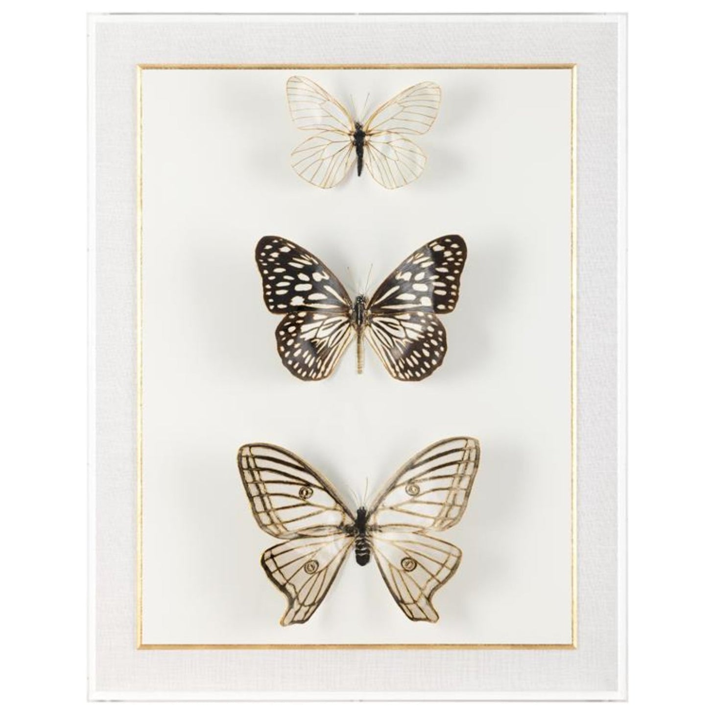 John Richard Echoes of Change Shadowbox