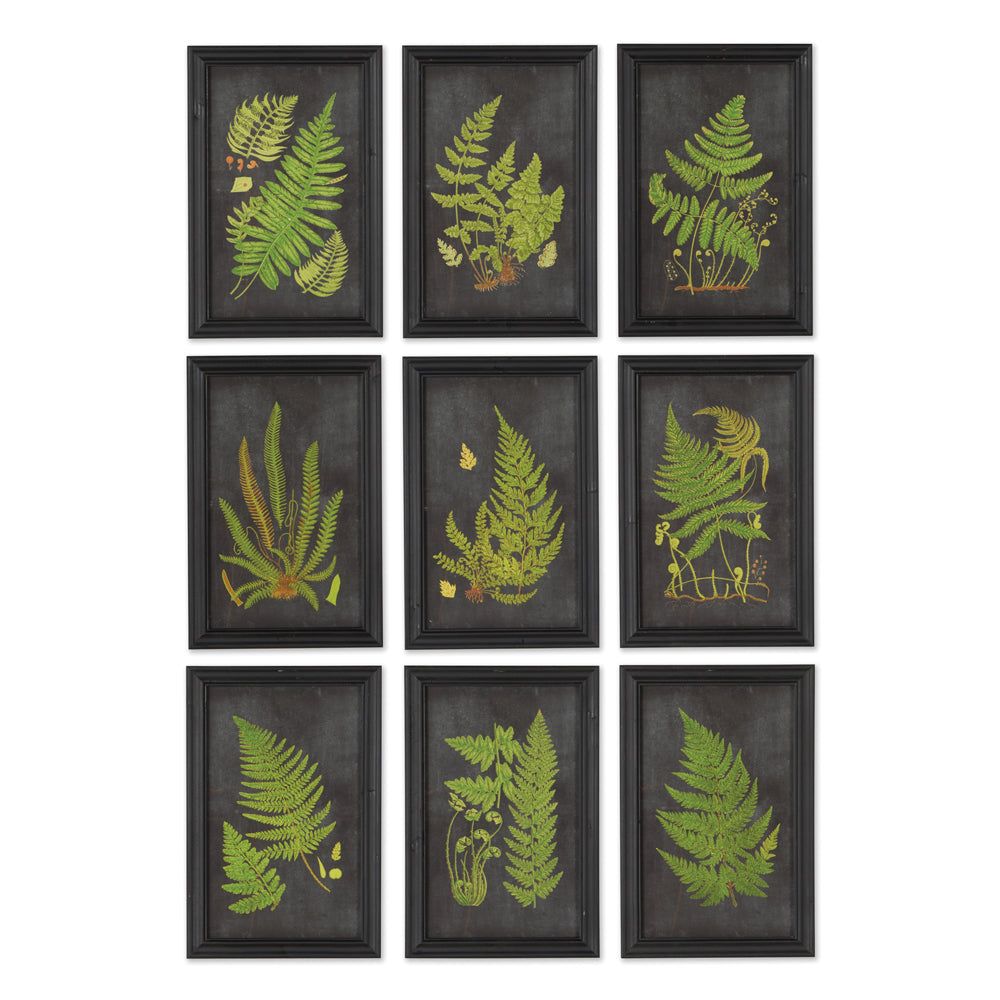 Fern Botanical Framed Wall Art Set of 9