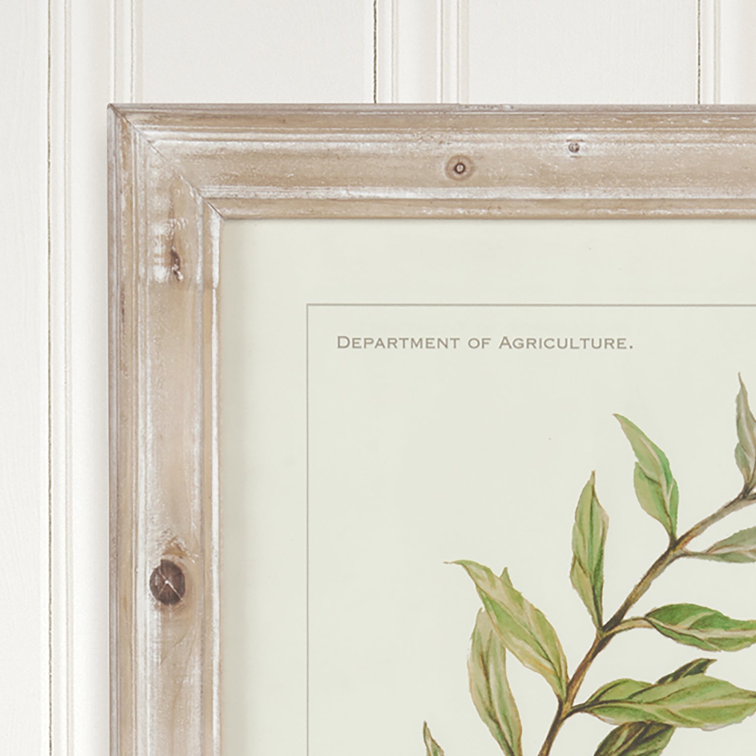 Olive Leaf Botanical Framed Wall Art Set of 4