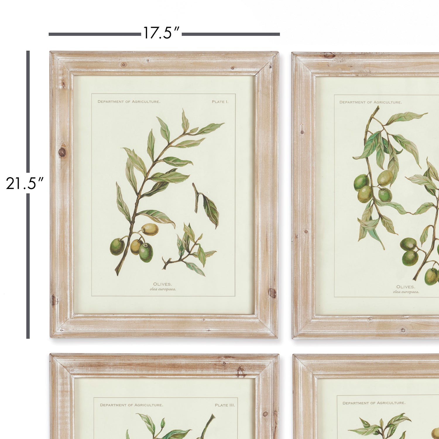 Olive Leaf Botanical Framed Wall Art Set of 4