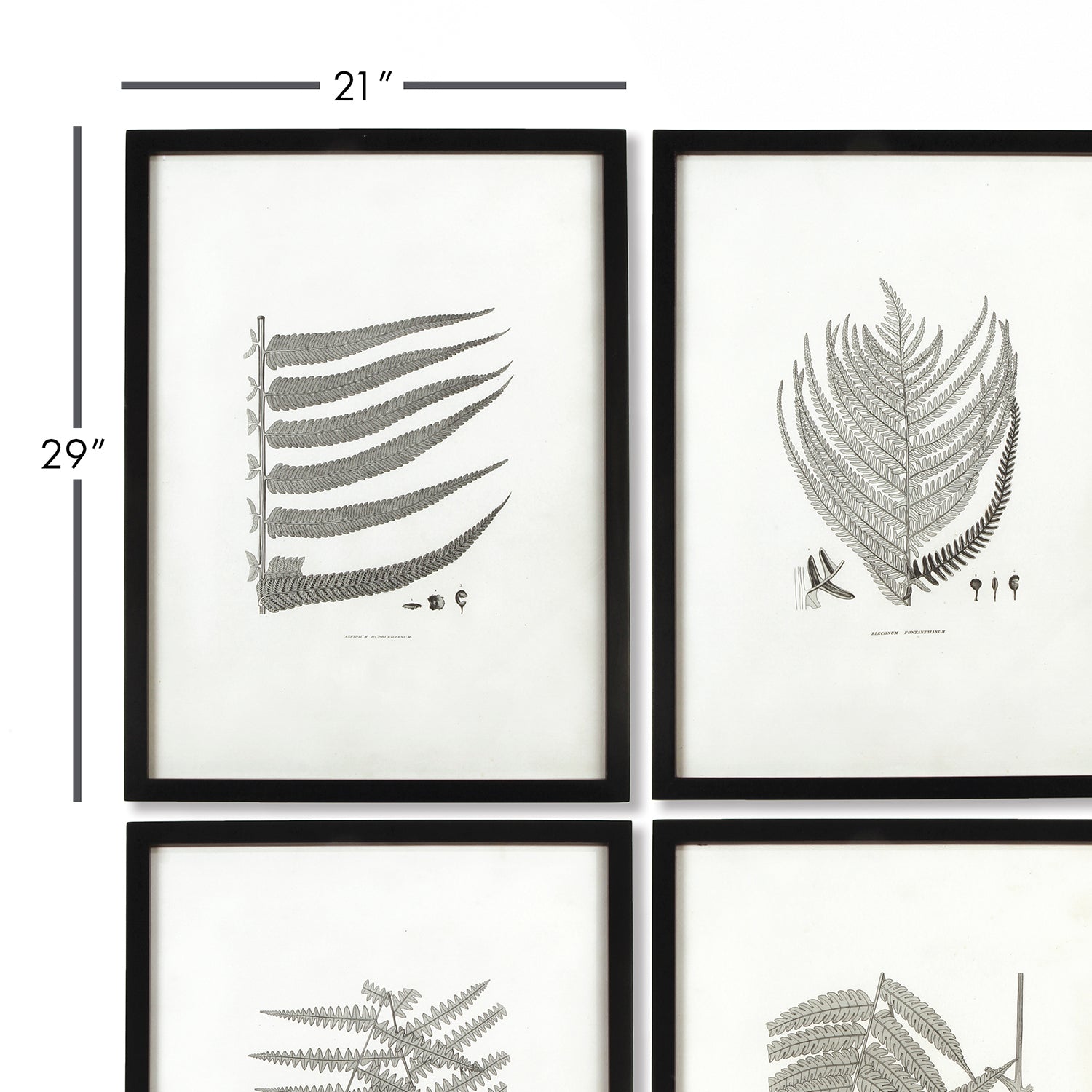 Fern Gray-Tone Framed Wall Art Set of 6