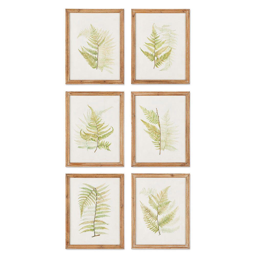 Fern Study Framed Wall Art Set of 6