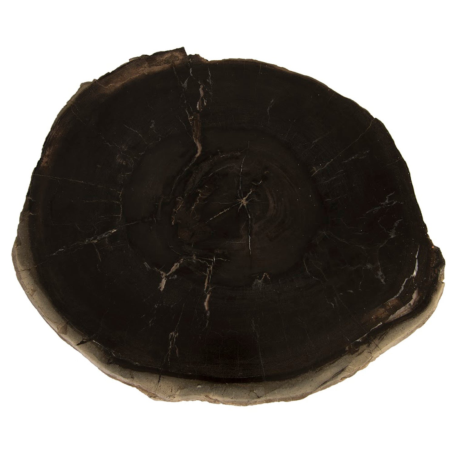 Phillips Collection Petrified Wood Coffee Table