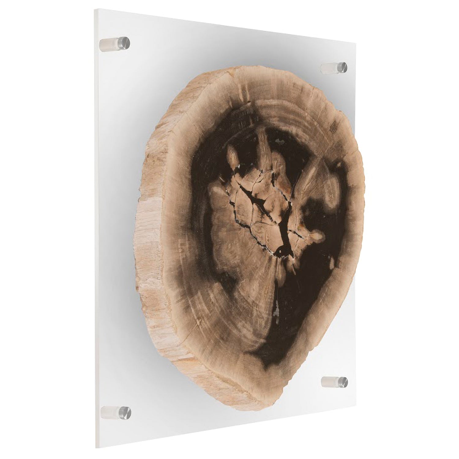 Phillips Collection Floating Petrified Double Slice Wall Art