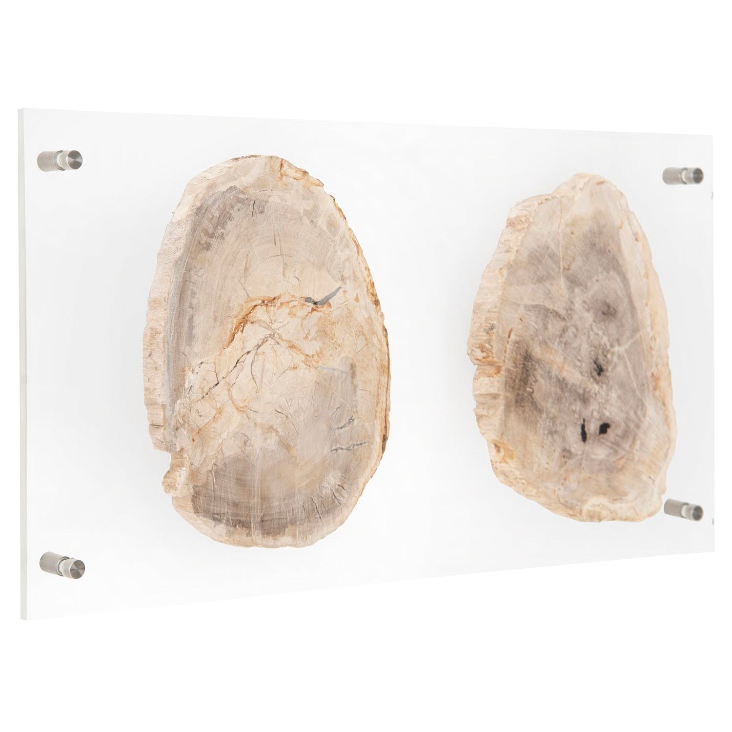 Phillips Collection Floating Petrified Double Slice Wall Art