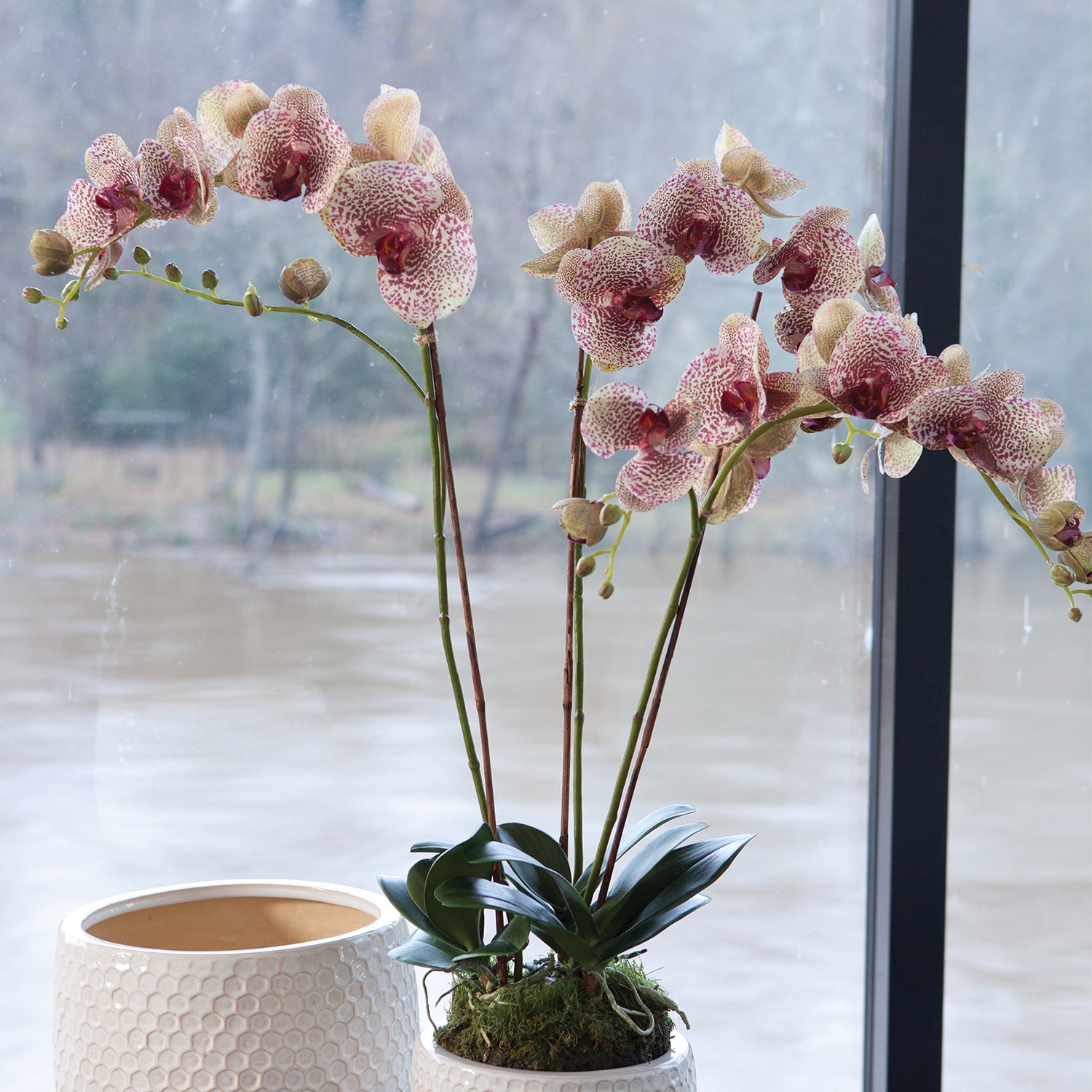 Phalaenopsis Orchid Speckled Pink Drop-In Faux Plant