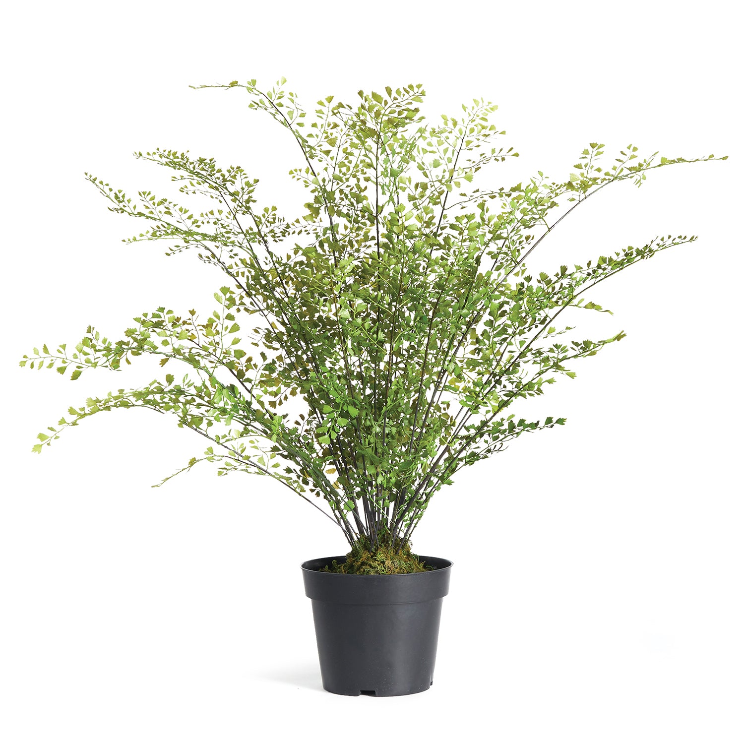 Maidenhair Drop-In Faux Plant