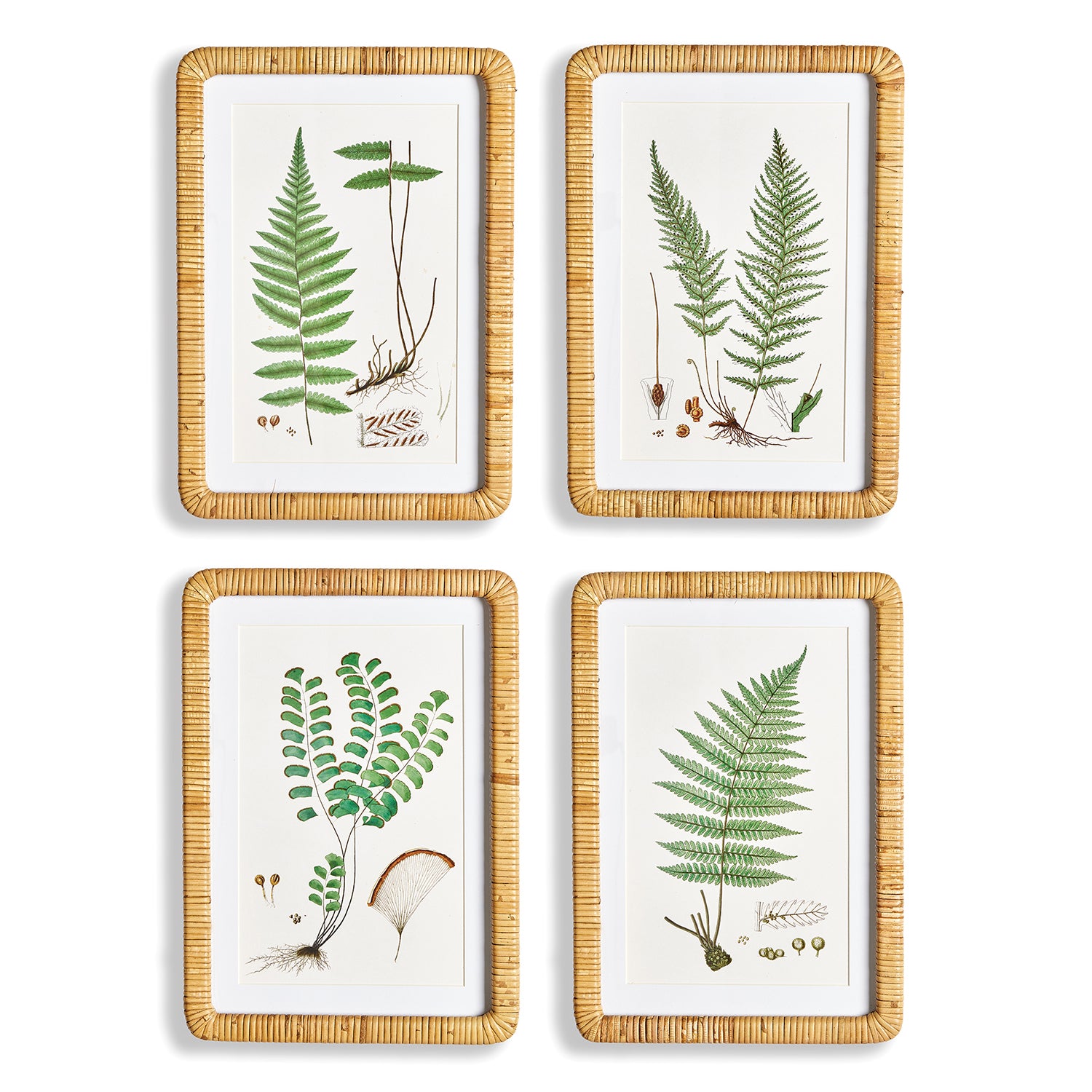 Forest Fern Print Wall Art Set of 4