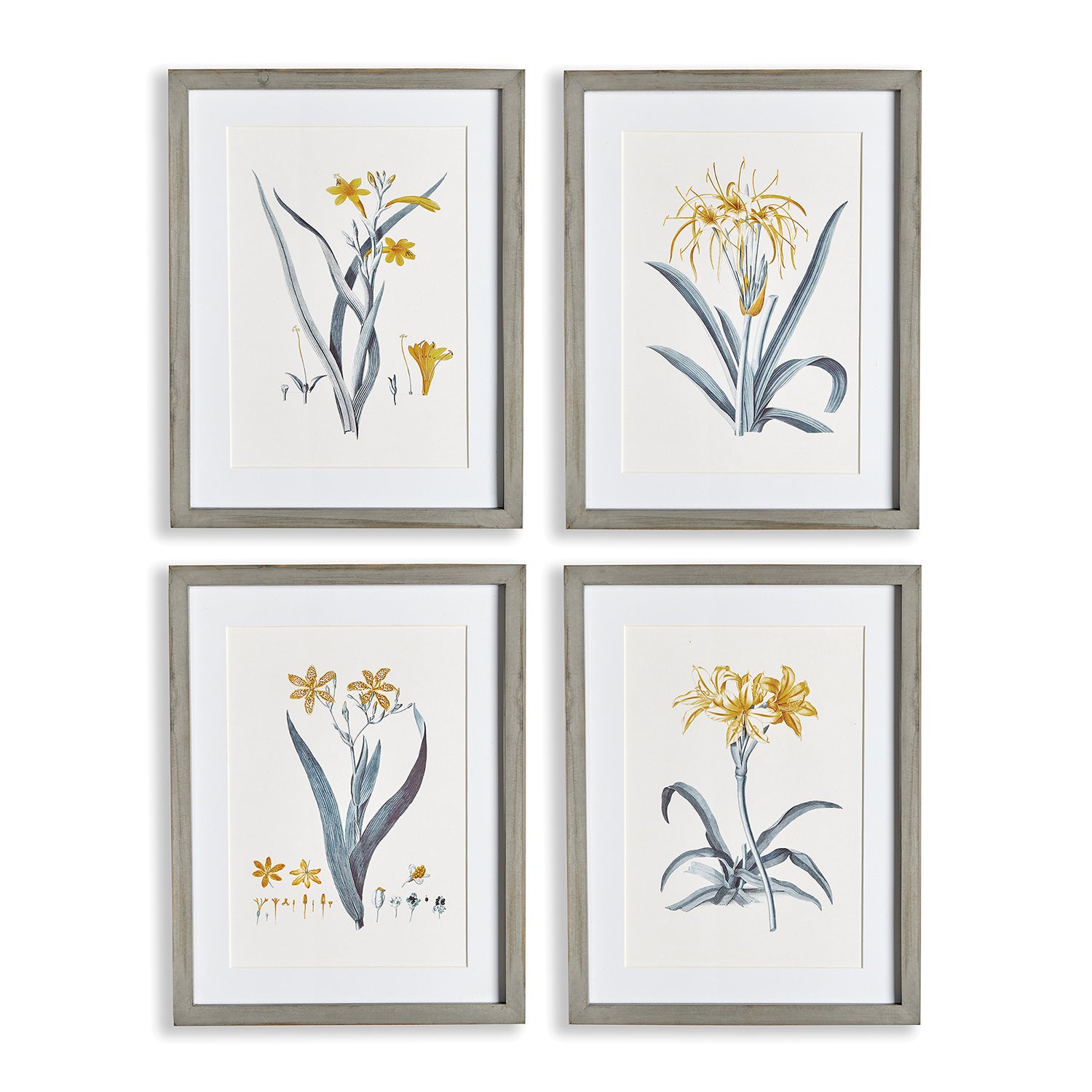 Daffodil Print Set of 4