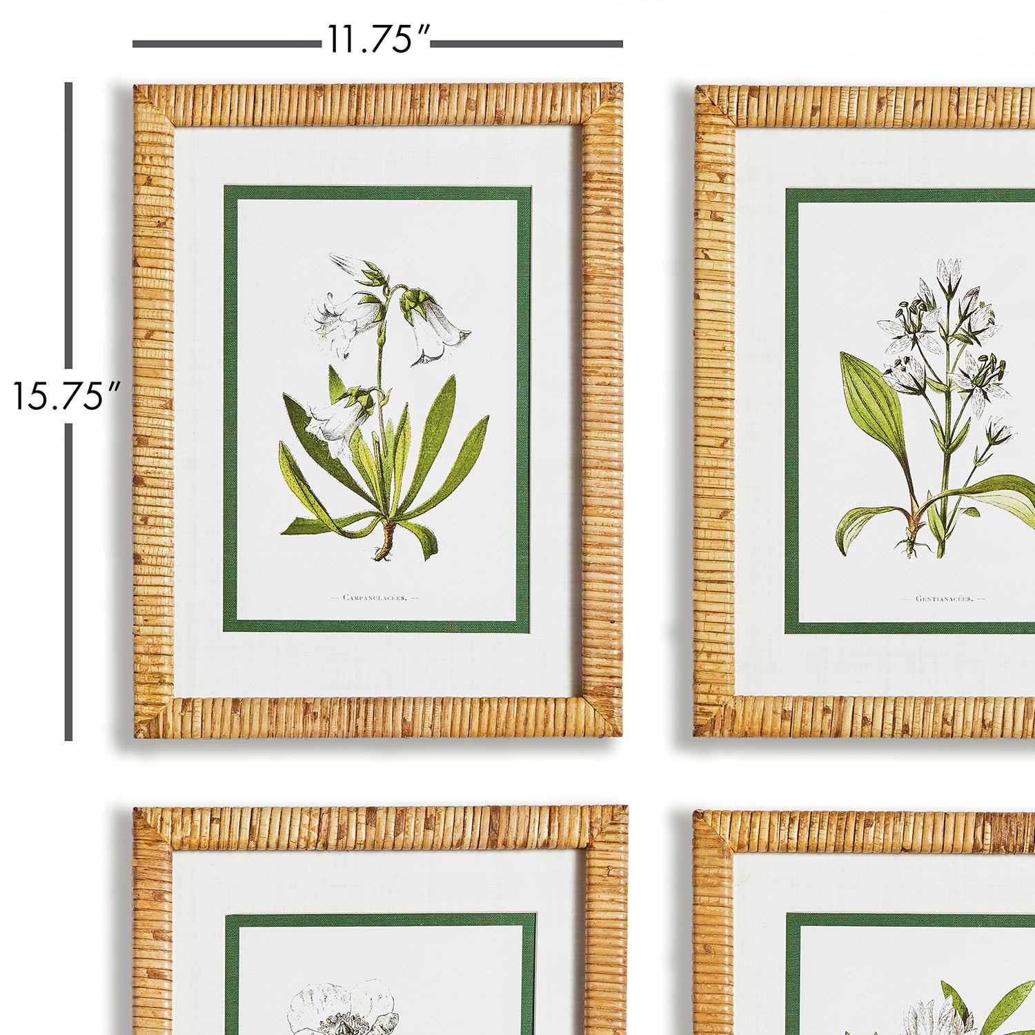 White Floral Study Wall Art Set of 4