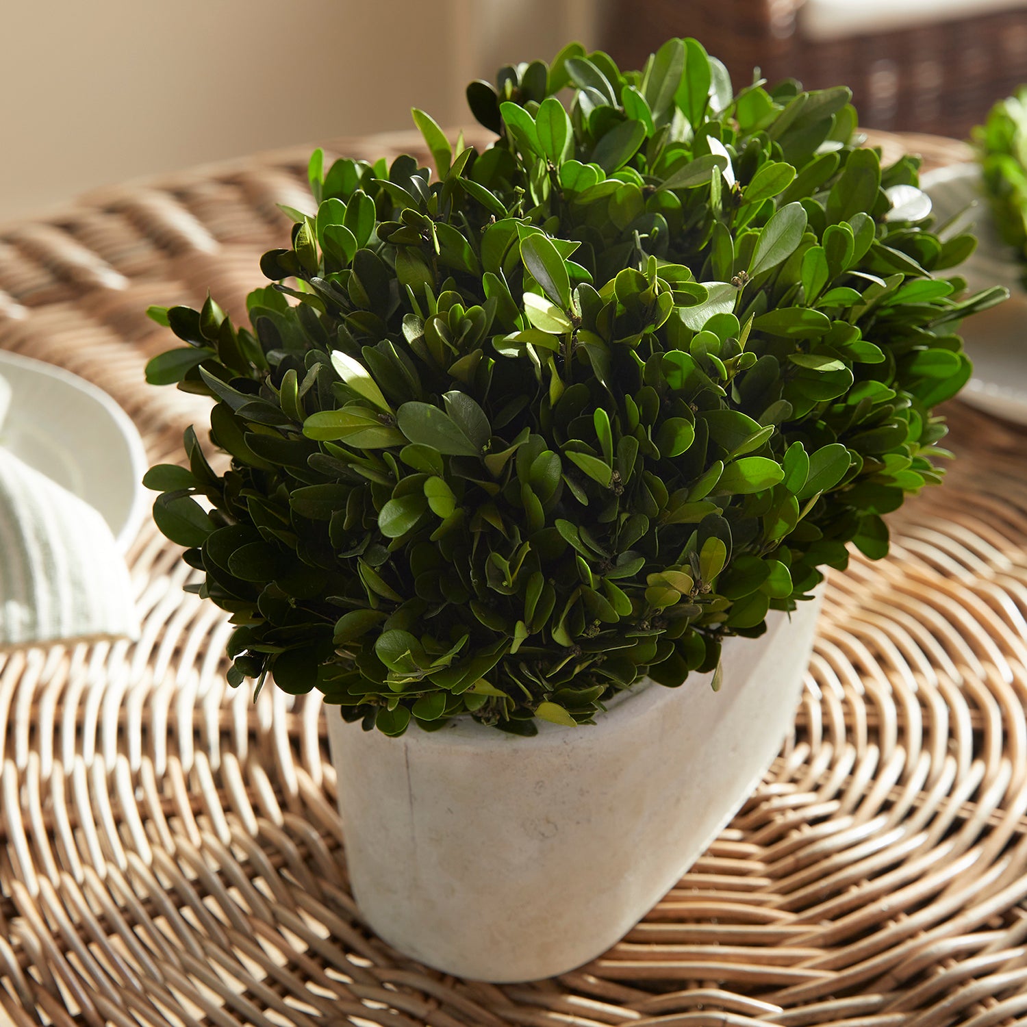 Boxwood Bush In Oval Pot
