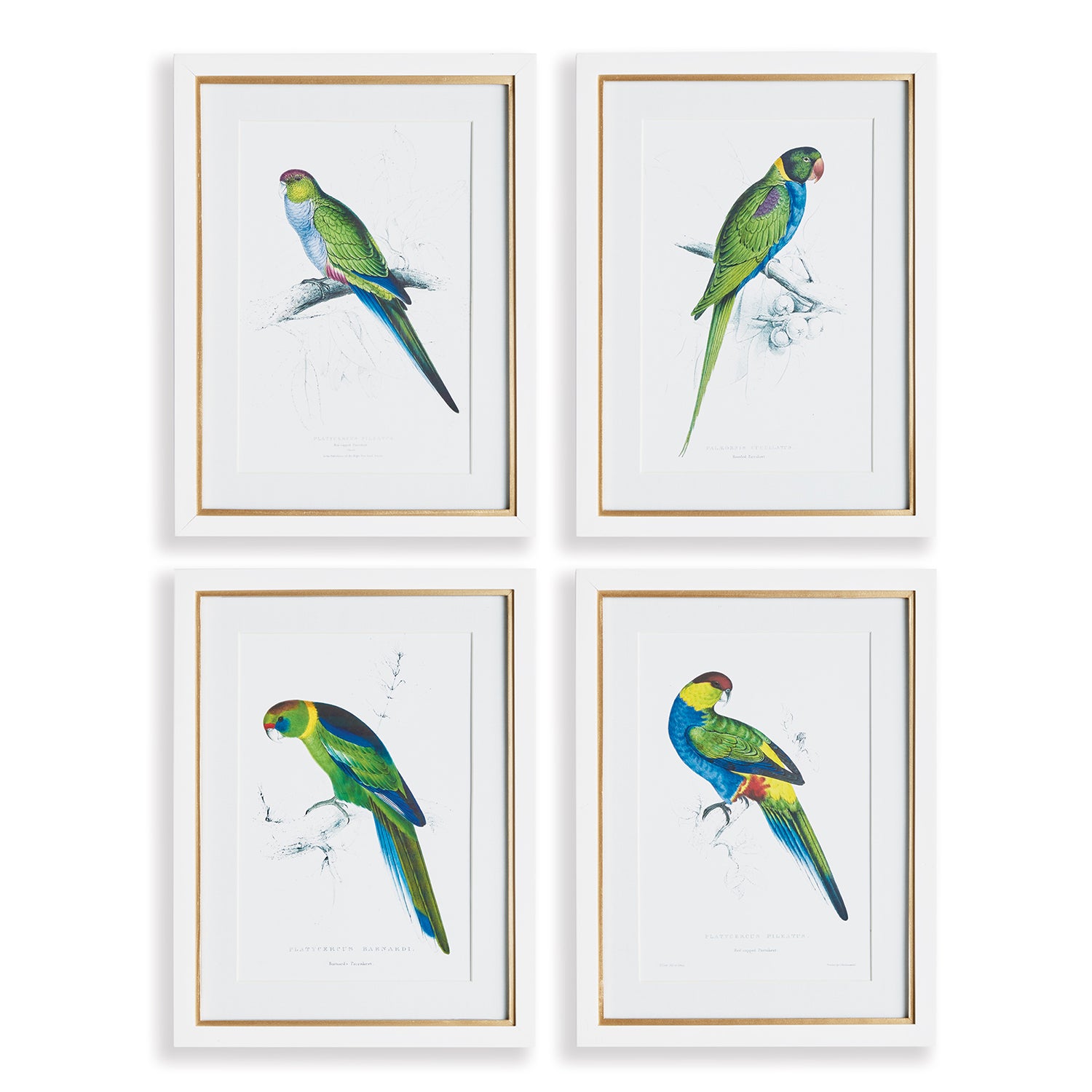 Colorful Parrots Print Wall Art Set of 4