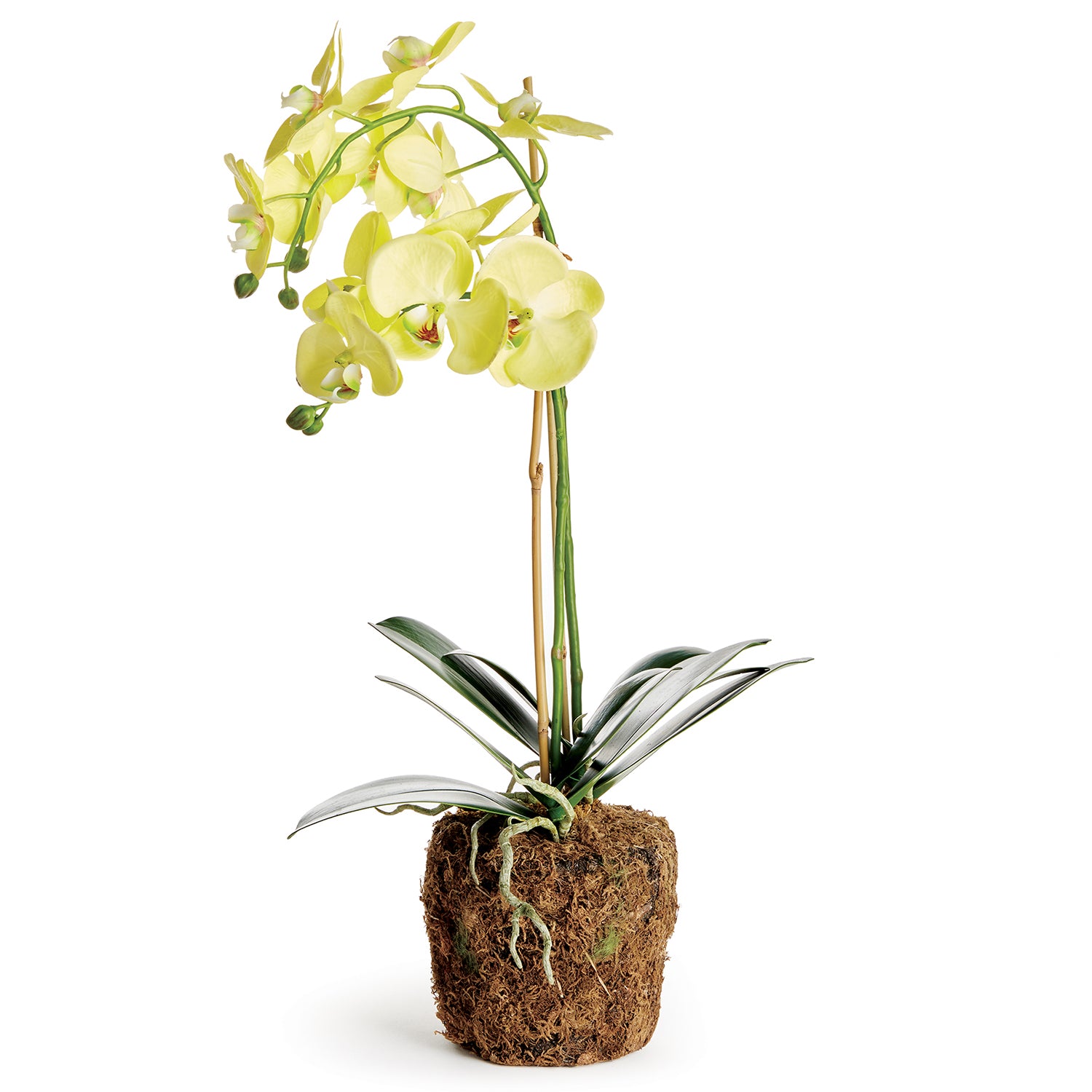 Phalaenopsis Orchid Yellow Drop-In Faux Plant