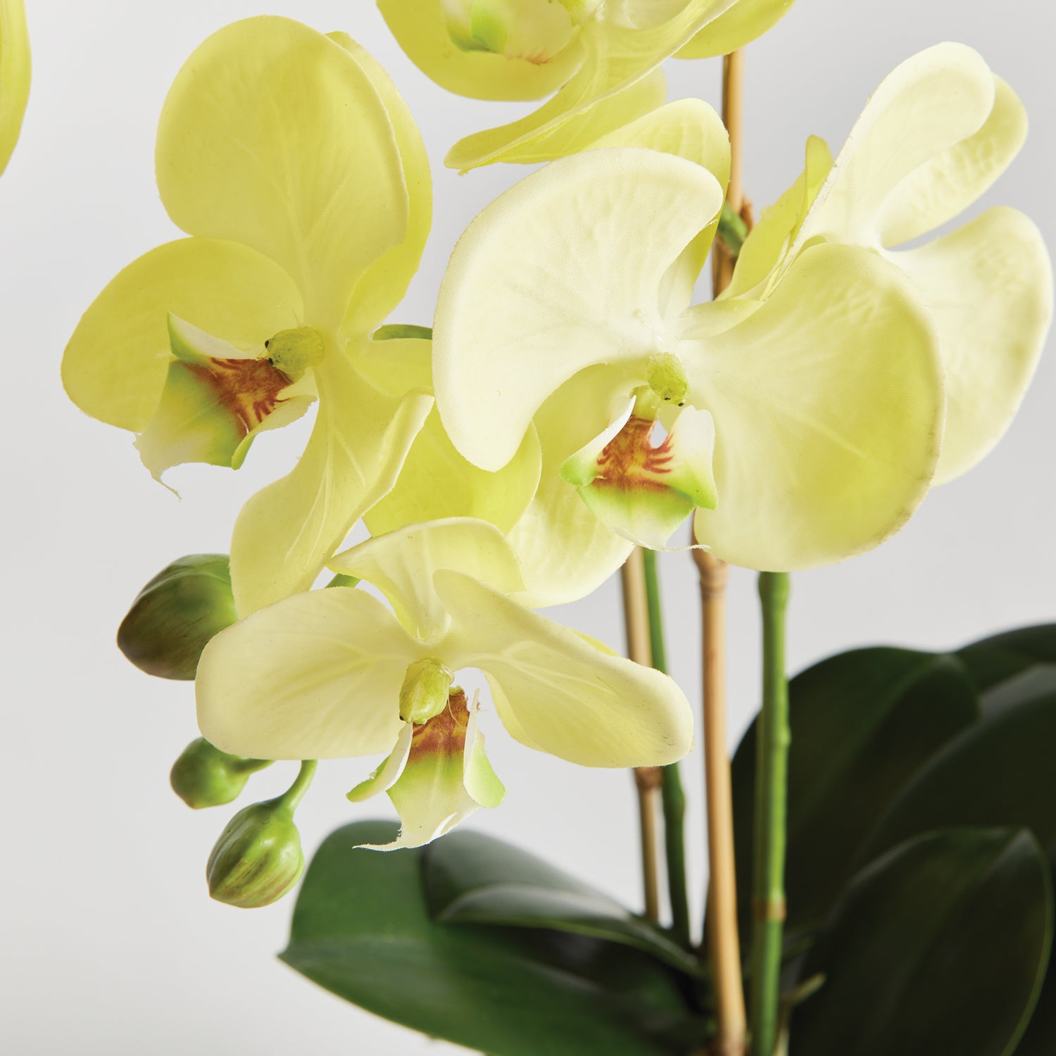 Phalaenopsis Orchid Yellow Drop-In Faux Plant