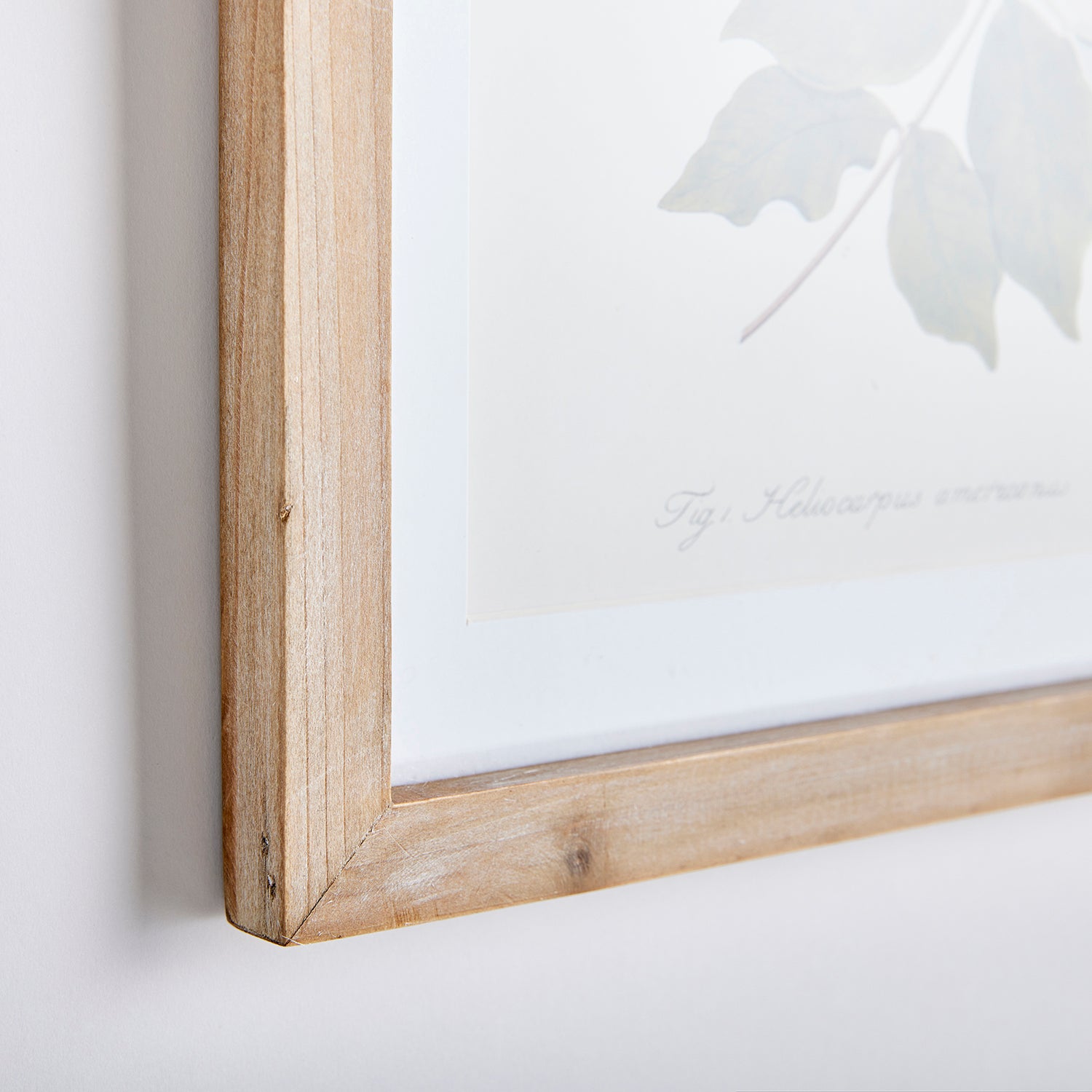 Flora and Fauna Gallery Print Set of 8