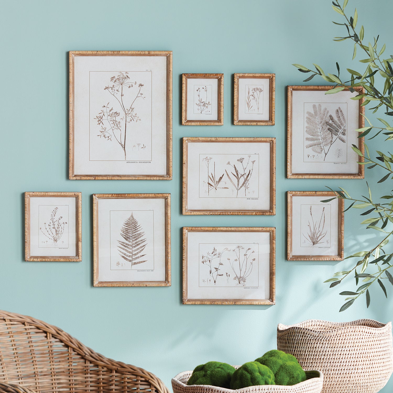 Botanical Study in Sepia Set of 9