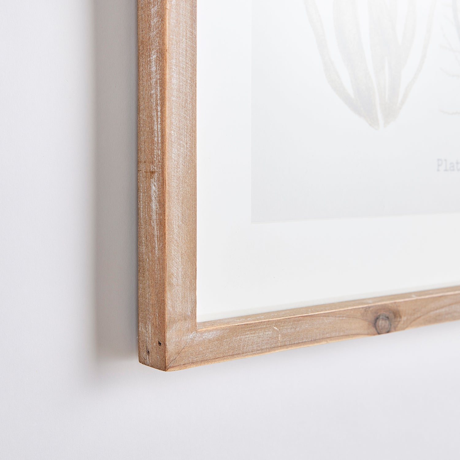 Verdant Coral Study Set of 4