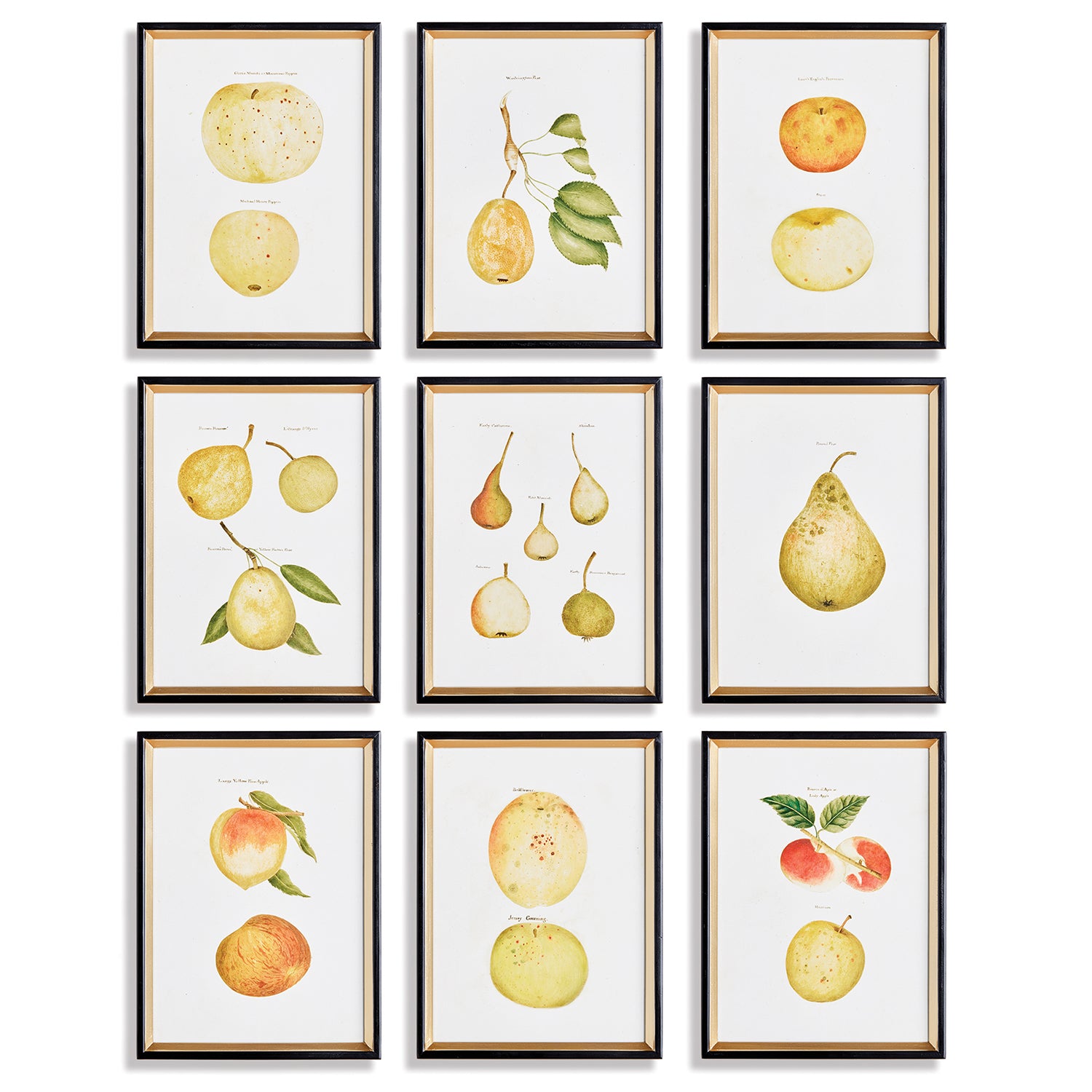 Fruit Study Assorted Set of 9