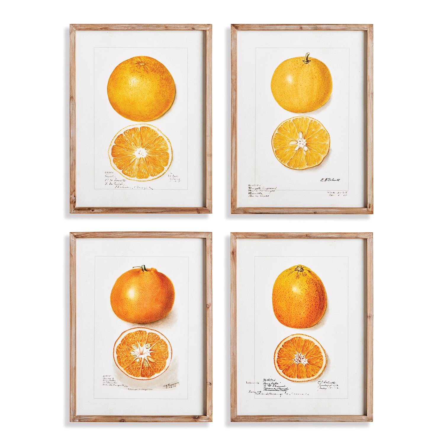 Citrus Study Set of 4