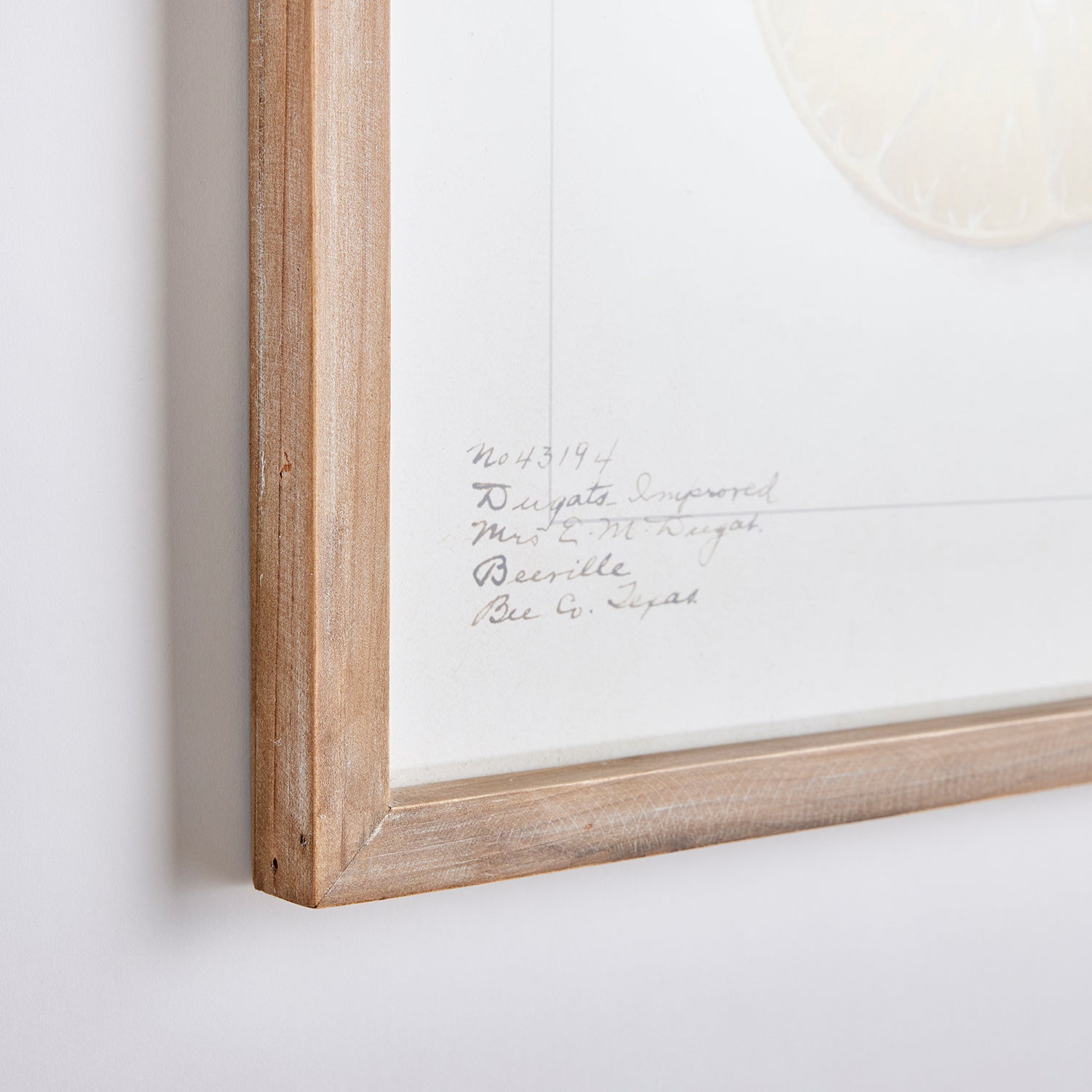 Citrus Study Set of 4