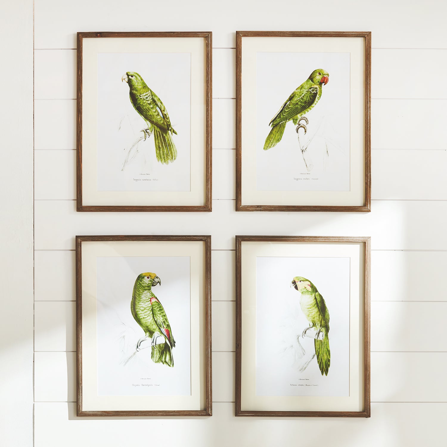 Parrot Illustrations in Green Set of 4