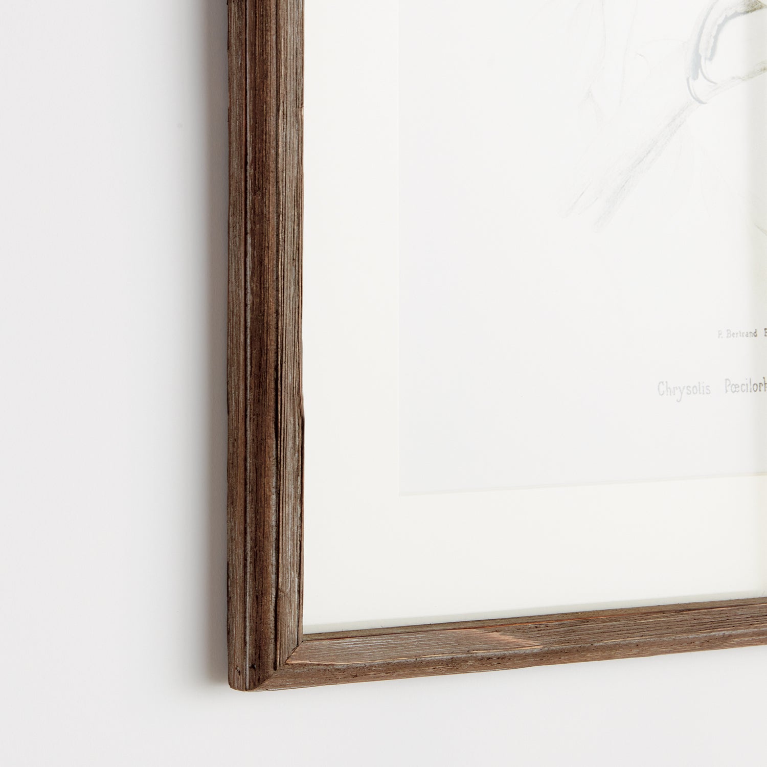 Parrot Illustrations in Green Set of 4