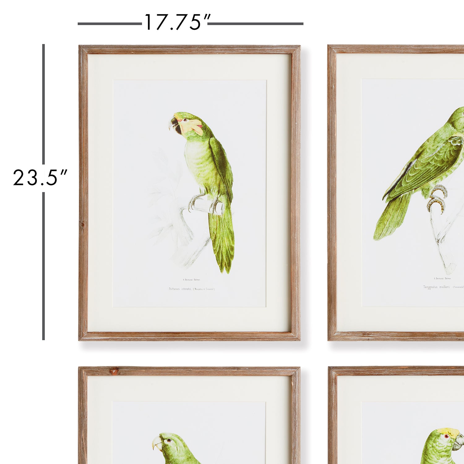 Parrot Illustrations in Green Set of 4