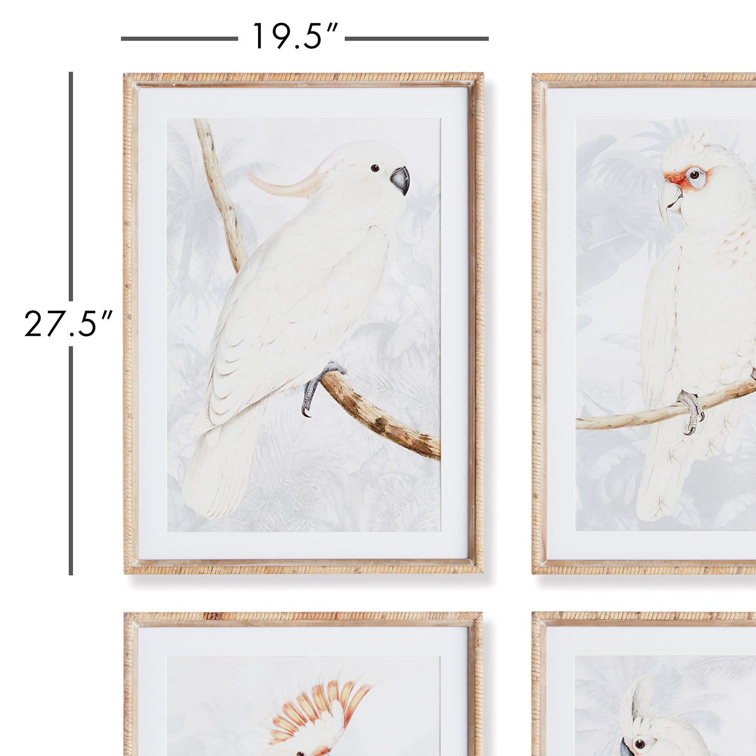 White Cockatoo Print Set of 4