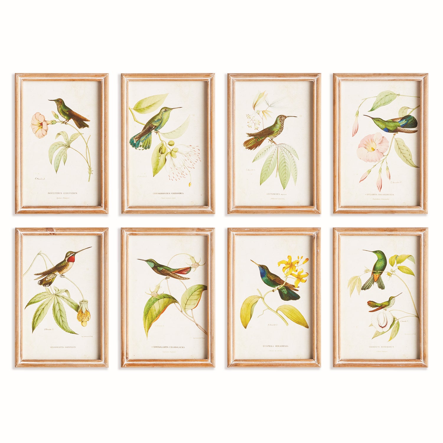 Hummingbirds in Blooms Study Framed Artwork Set of 8