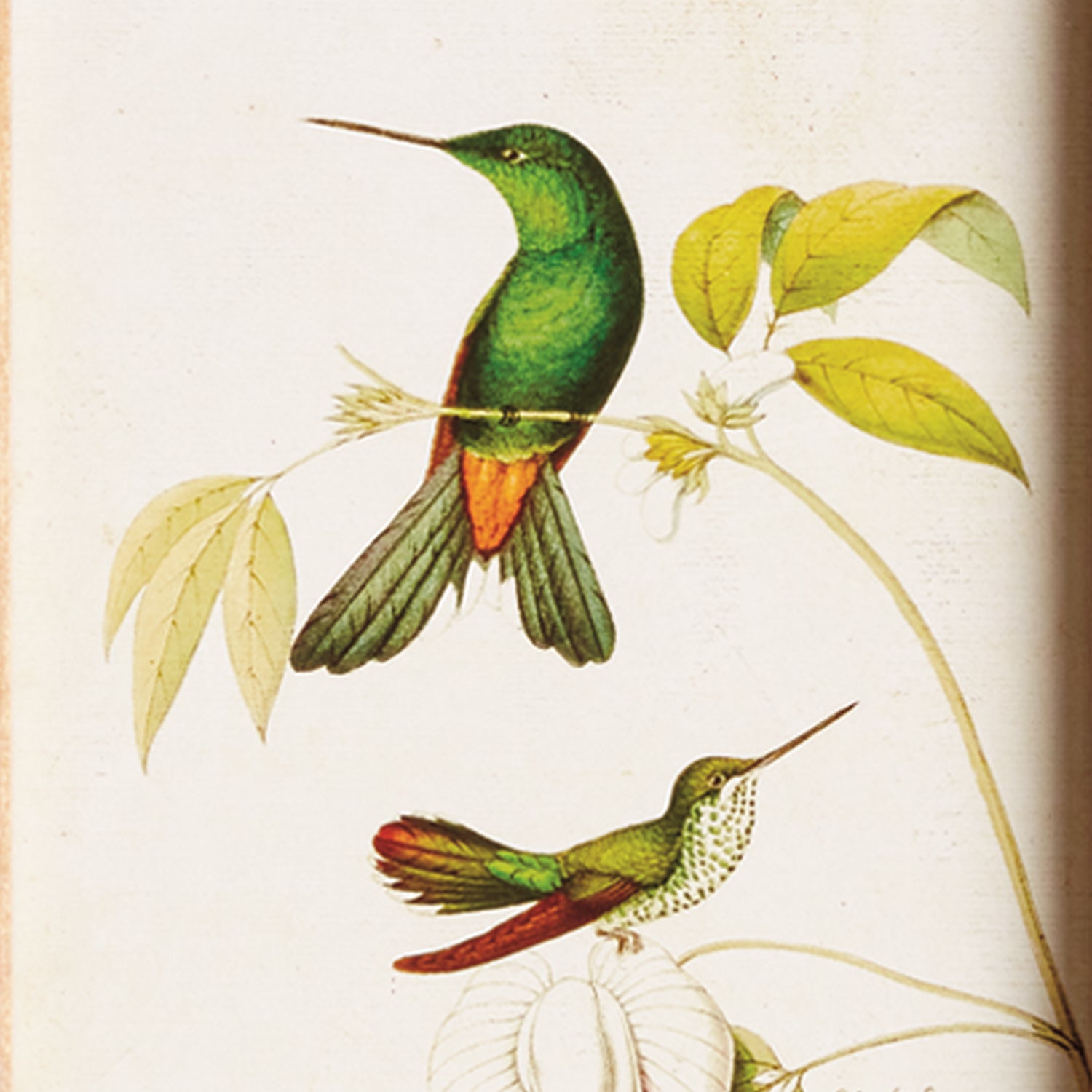 Hummingbirds in Blooms Study Framed Artwork Set of 8