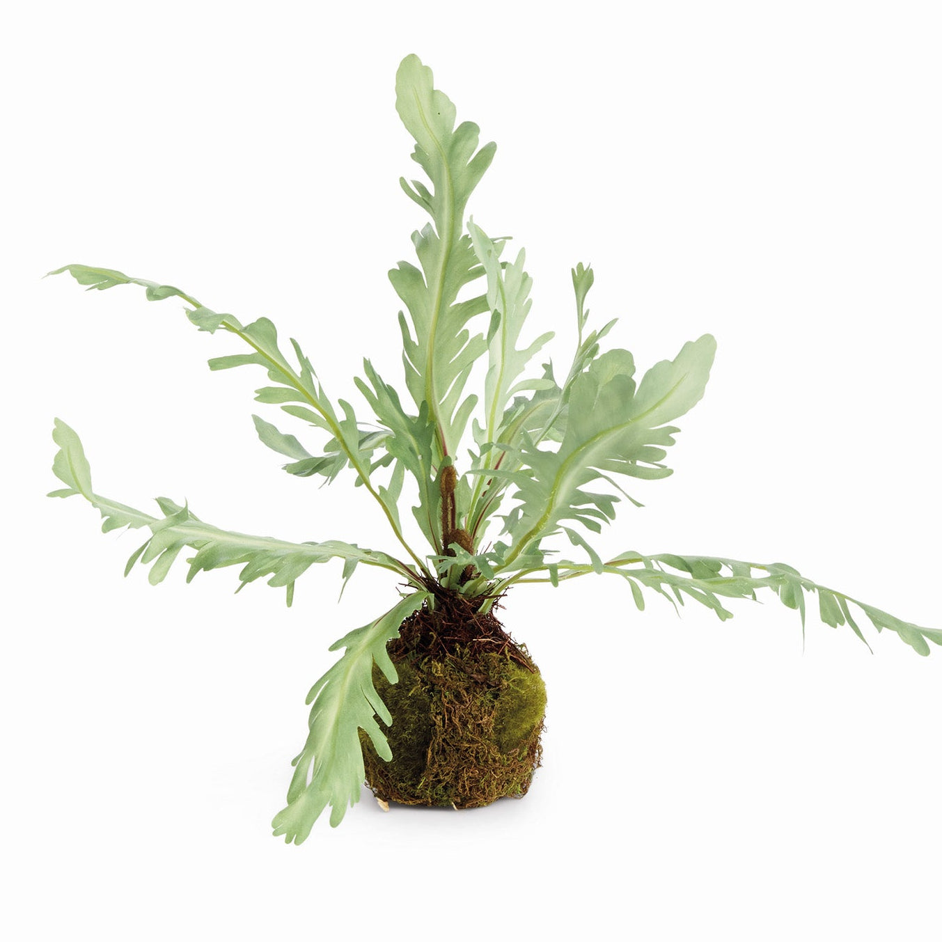 Rabbit Foot 9in Drop-In Faux Plant