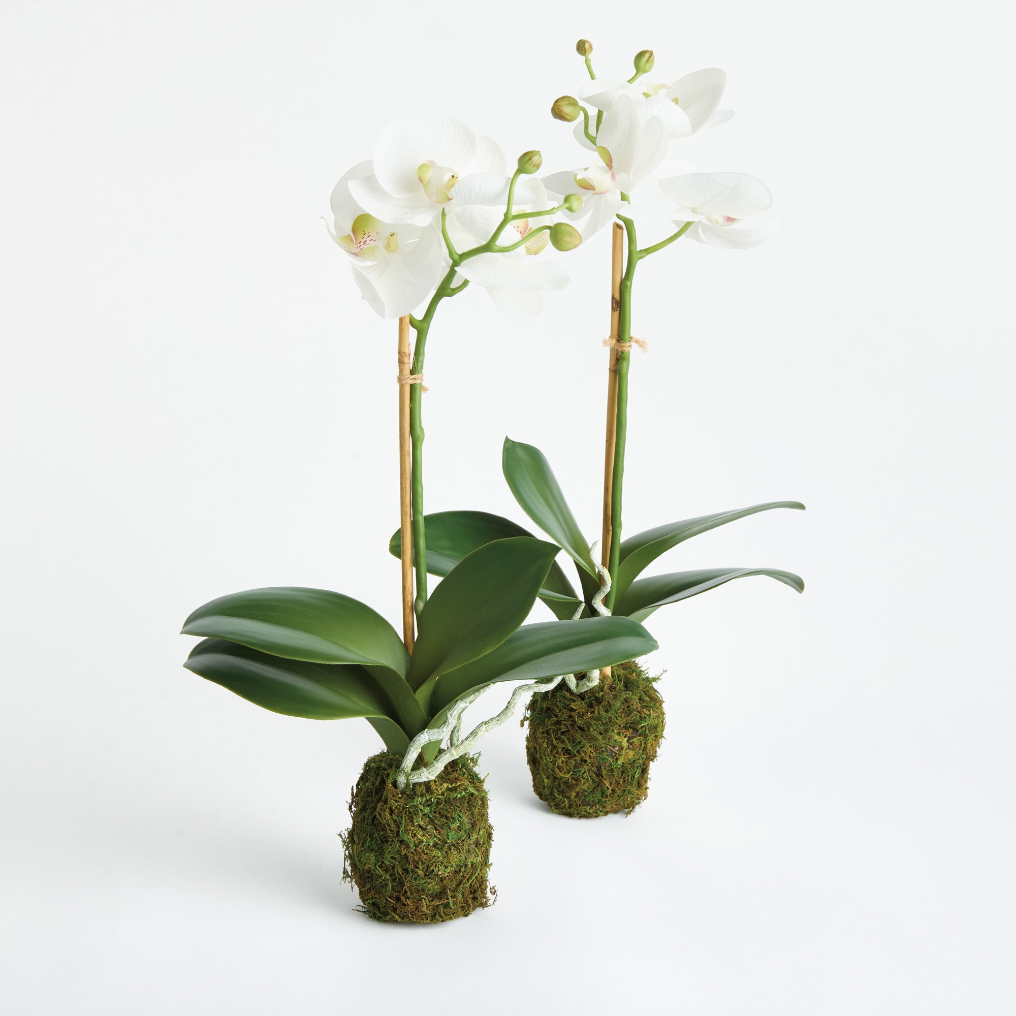 Phalaenopsis Orchid 15in Drop-In Faux Plant Set of 2