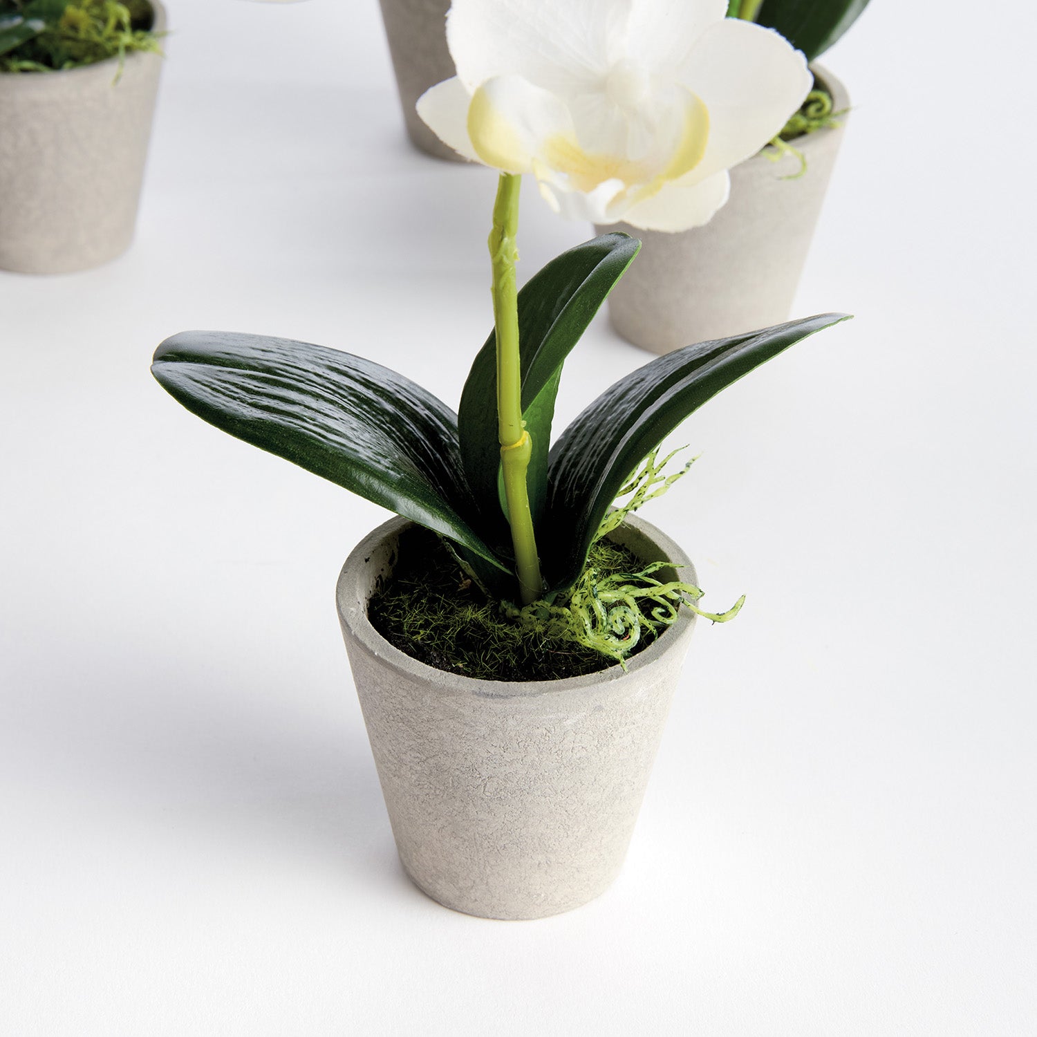 Potted Mini Phalaenopsis Orchids Set of 4