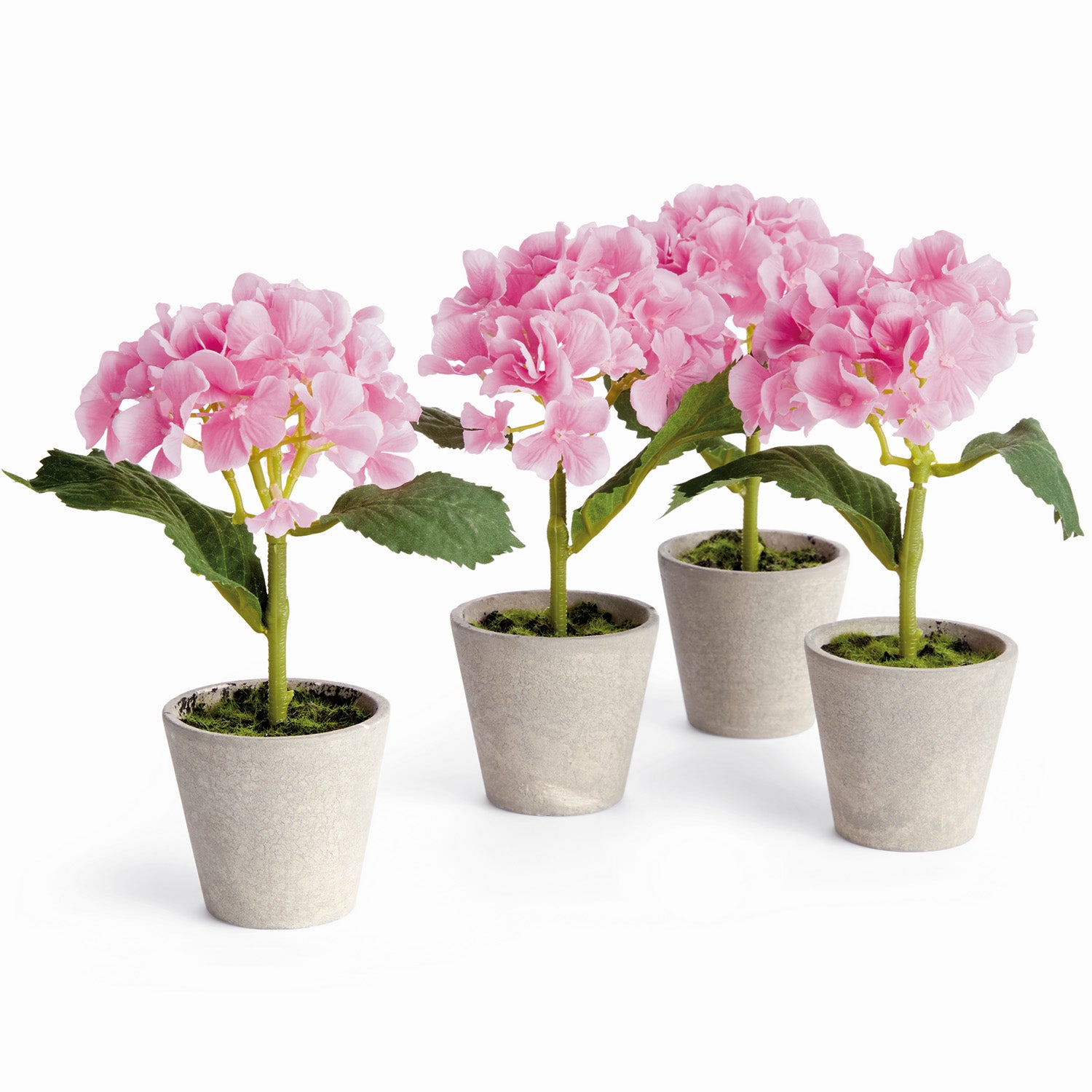 Potted Mini Hydrangea Set of 4
