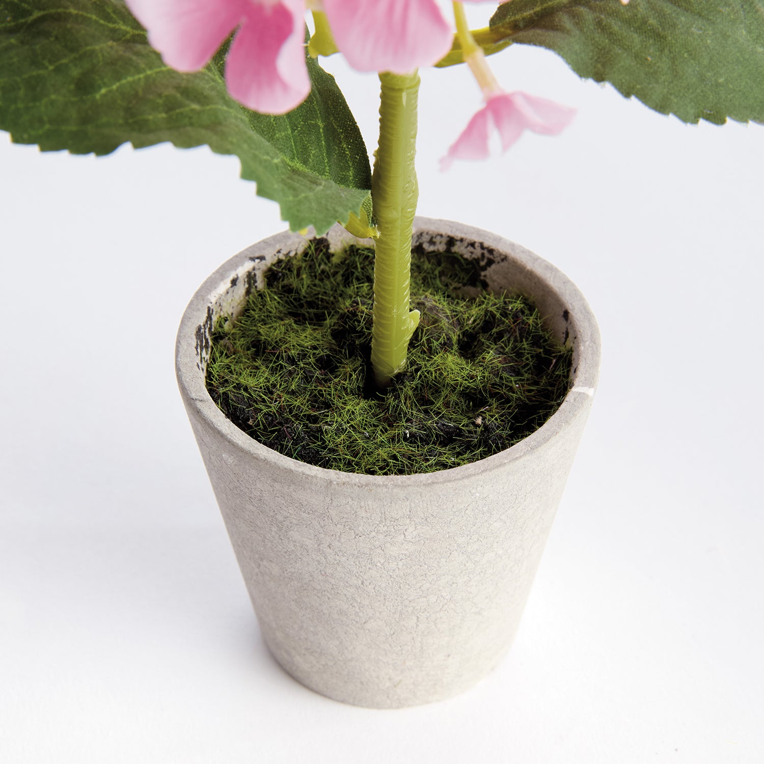 Potted Mini Hydrangea Set of 4