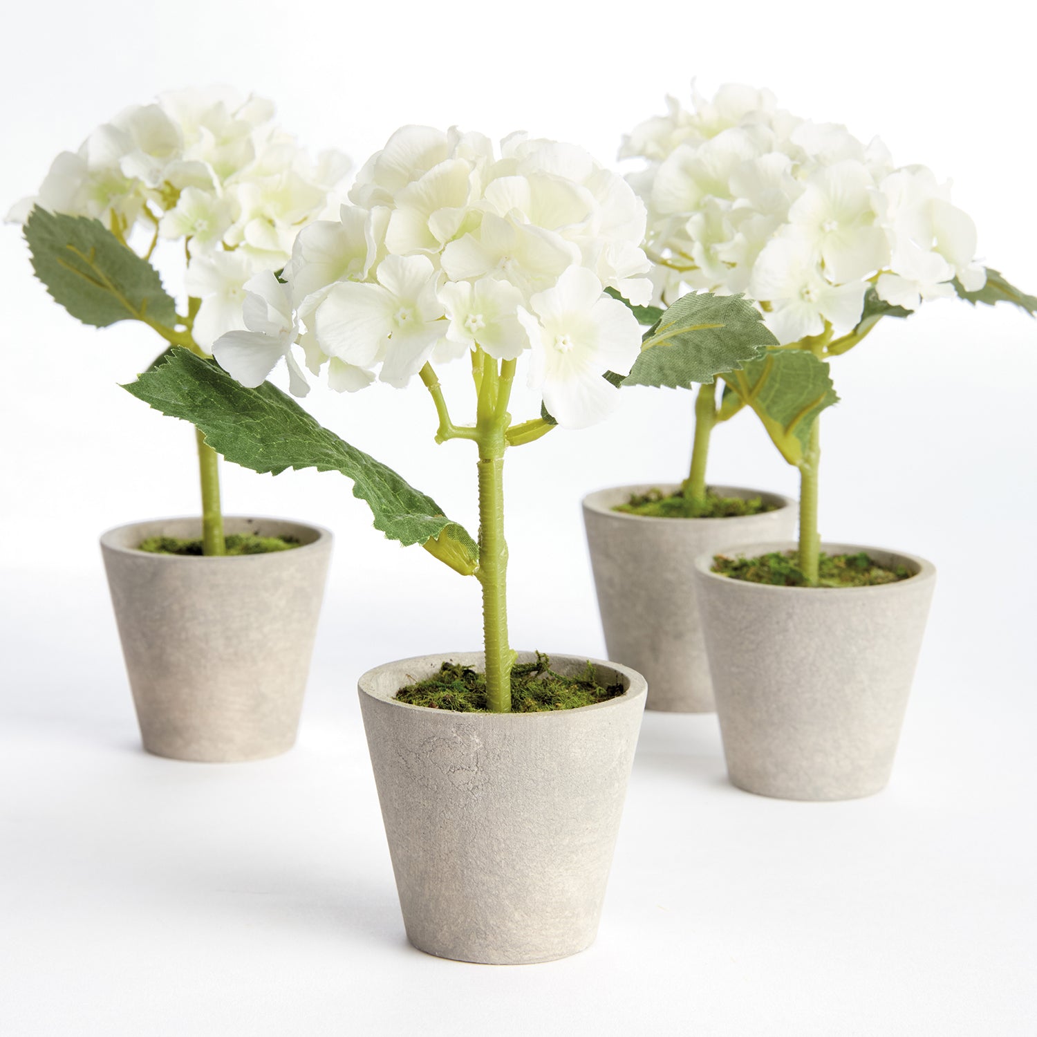 Potted Mini Hydrangea Set of 4