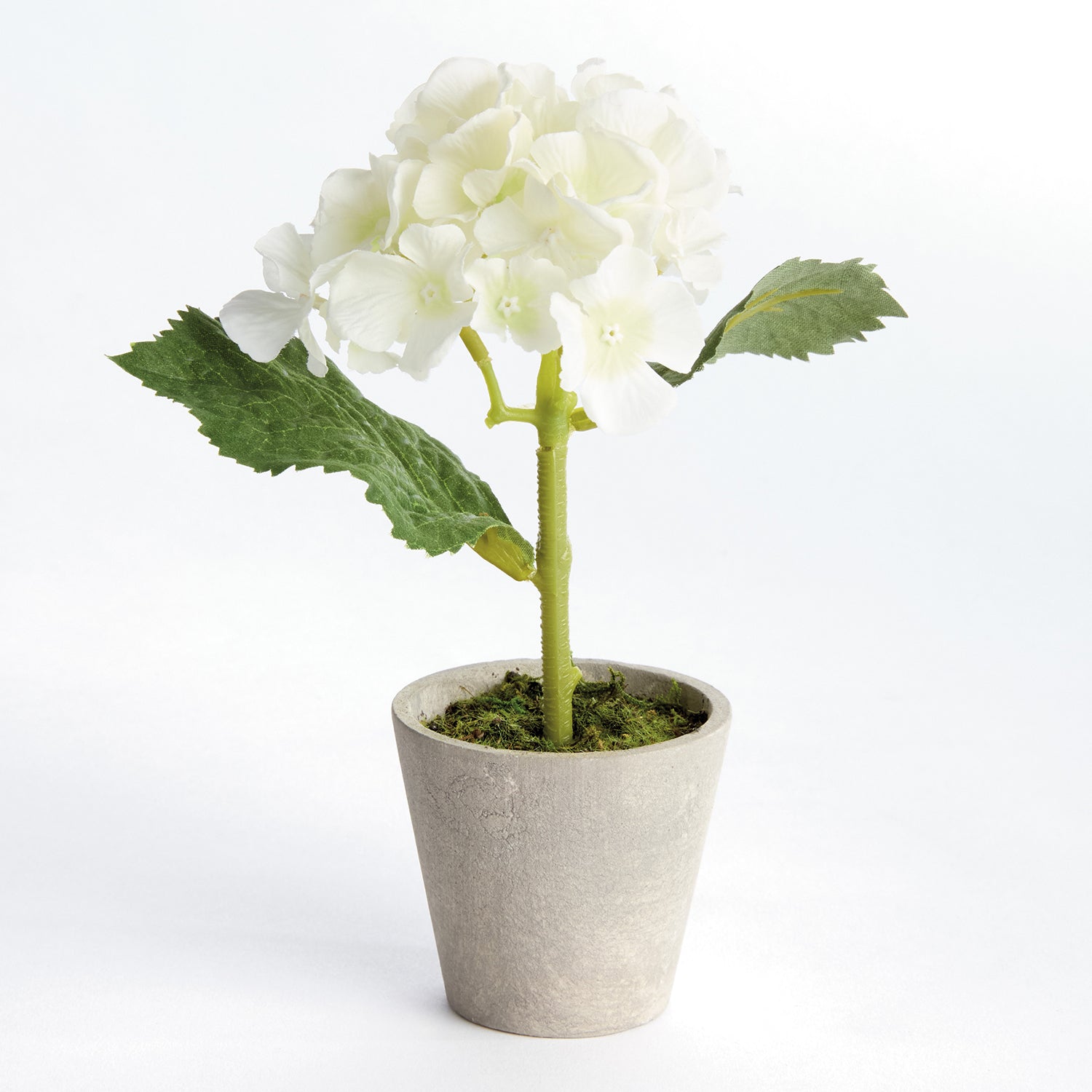 Potted Mini Hydrangea Set of 4