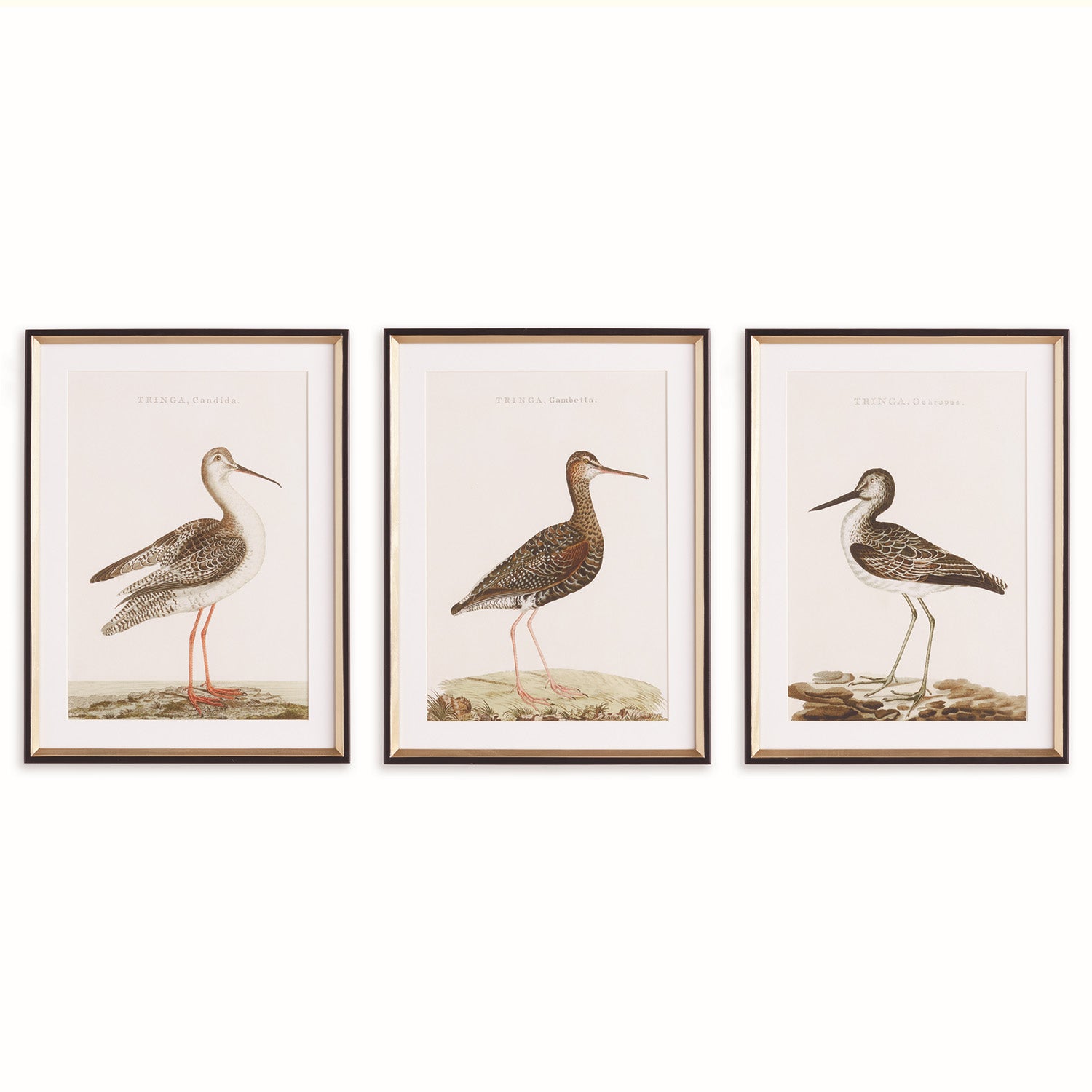 Wandering Birds Study Framed Wall Art Set of 3