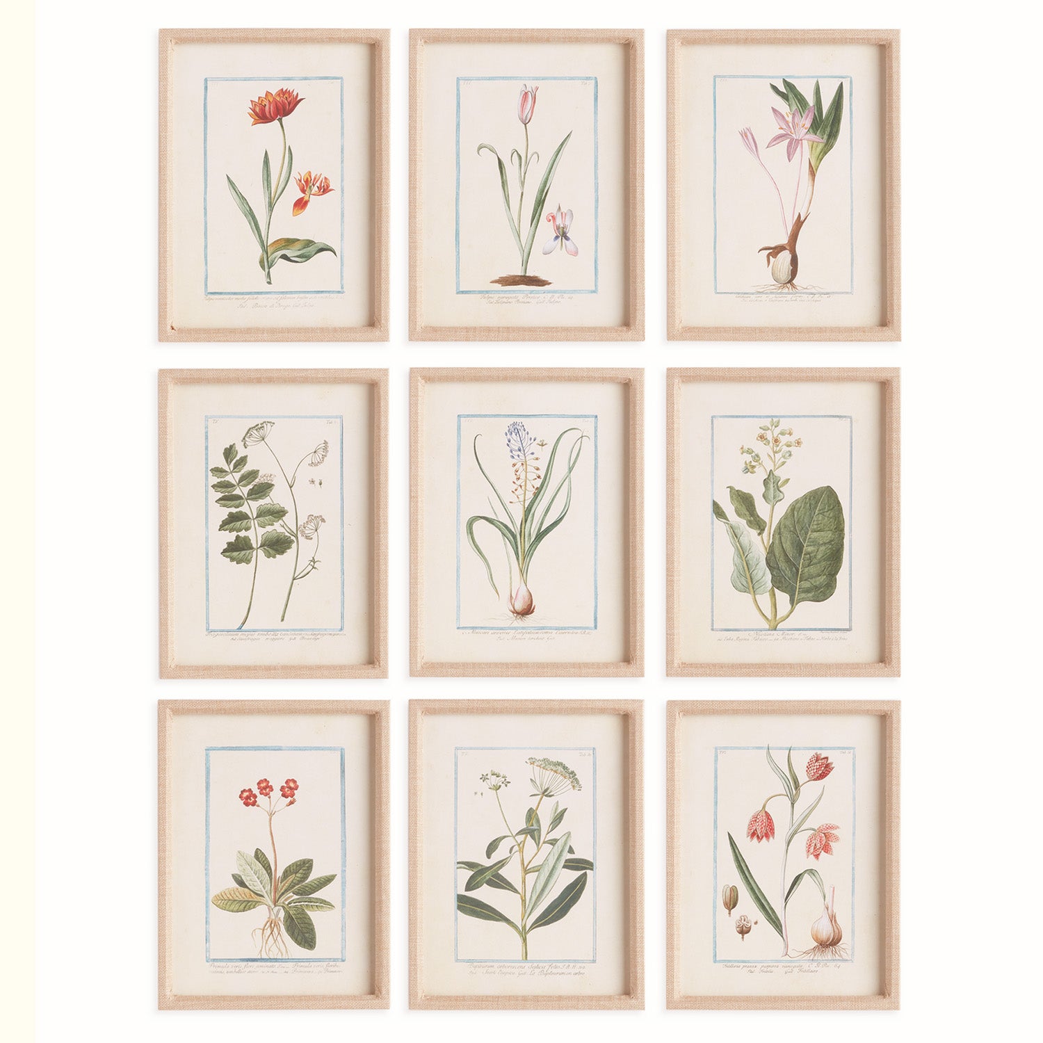 Dainty Flora & Fauna Study Framed Wall Art Set of 9