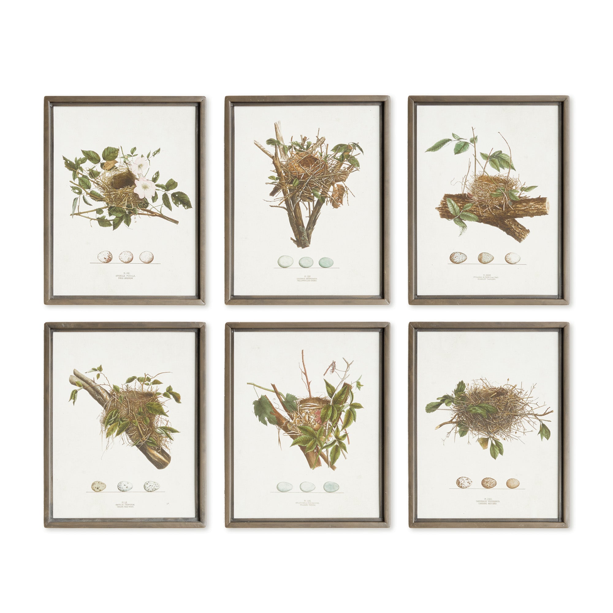 Assorted Bird Nest Study Framed Art Set of 6