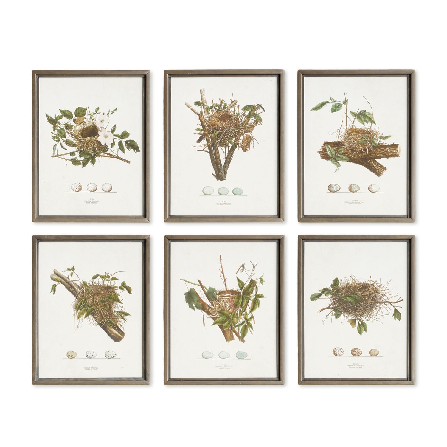 Assorted Bird Nest Study Framed Art Set of 6