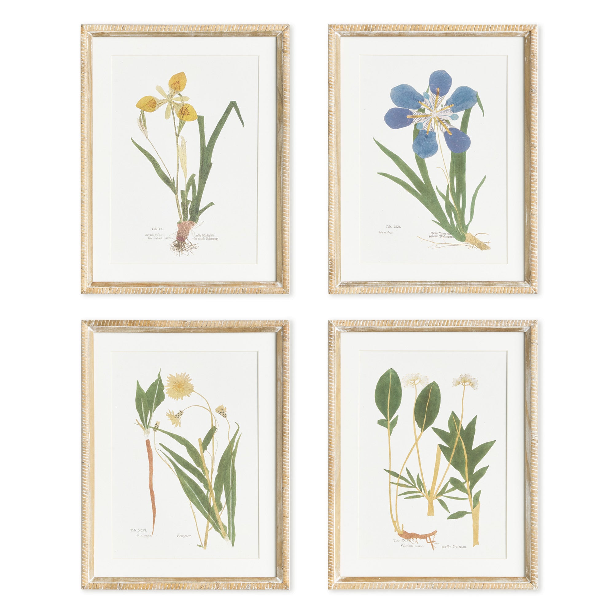 Assorted Pressed Flower Study Framed Art Set of 4