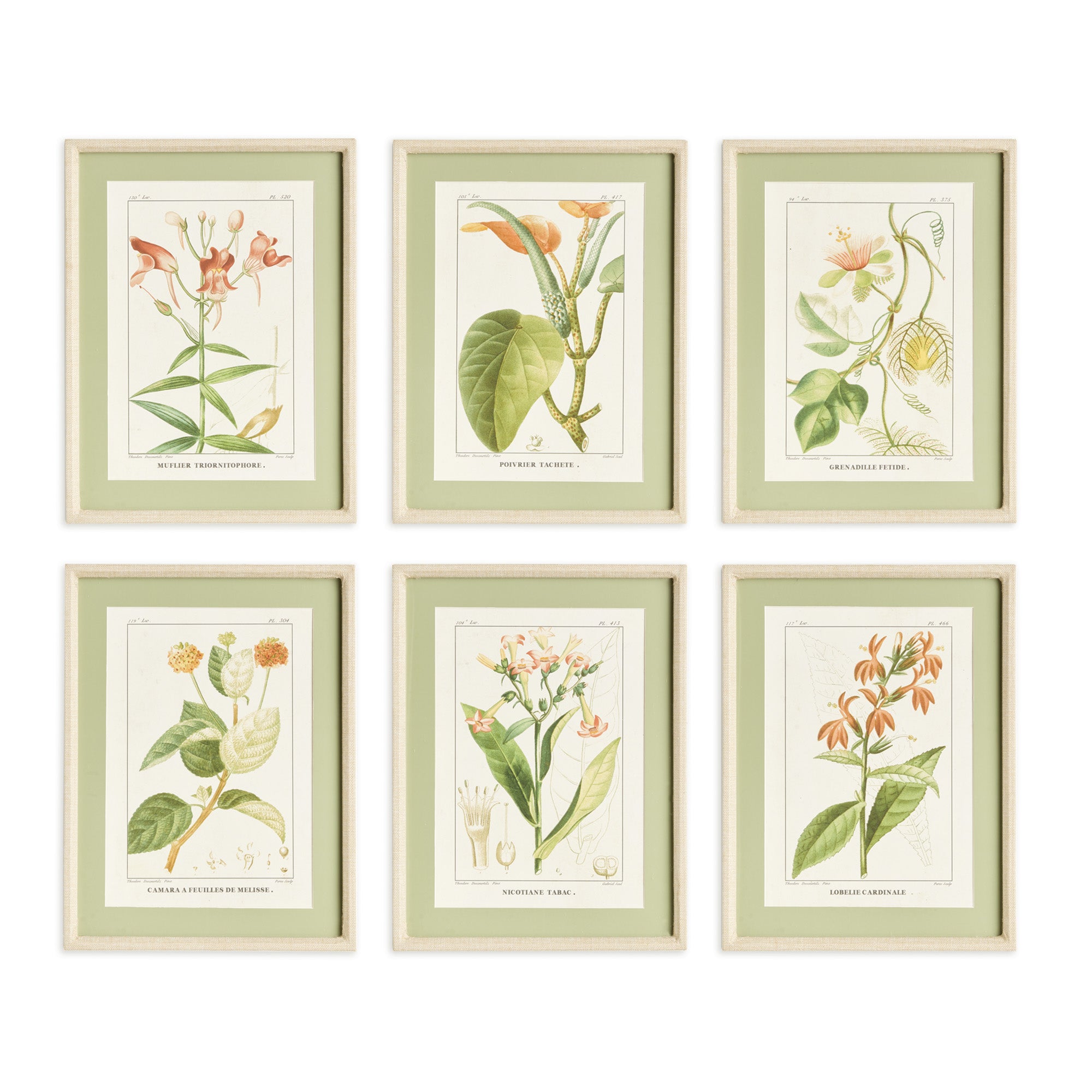 Assorted Blooming Plant Study Framed Art Set of 6