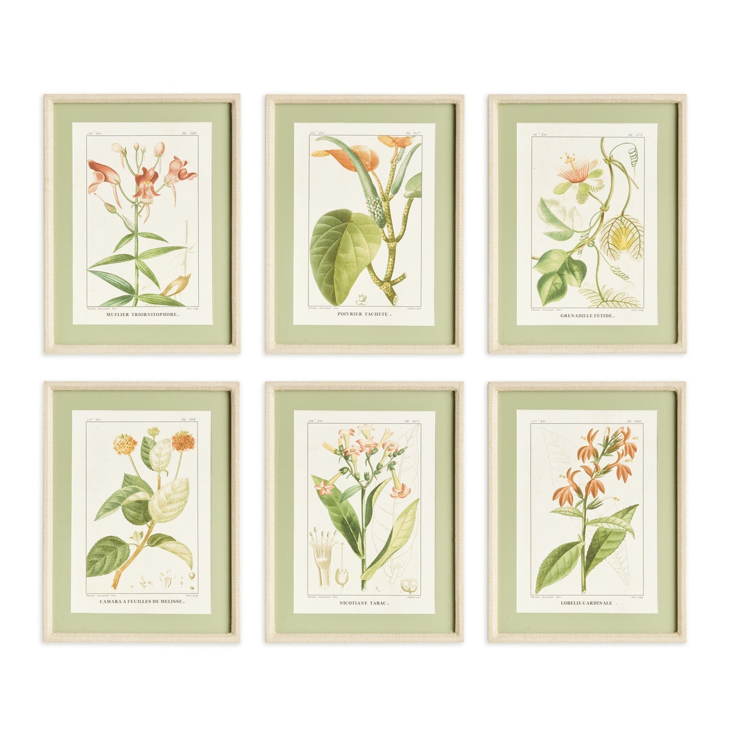 Assorted Blooming Plant Study Framed Art Set of 6