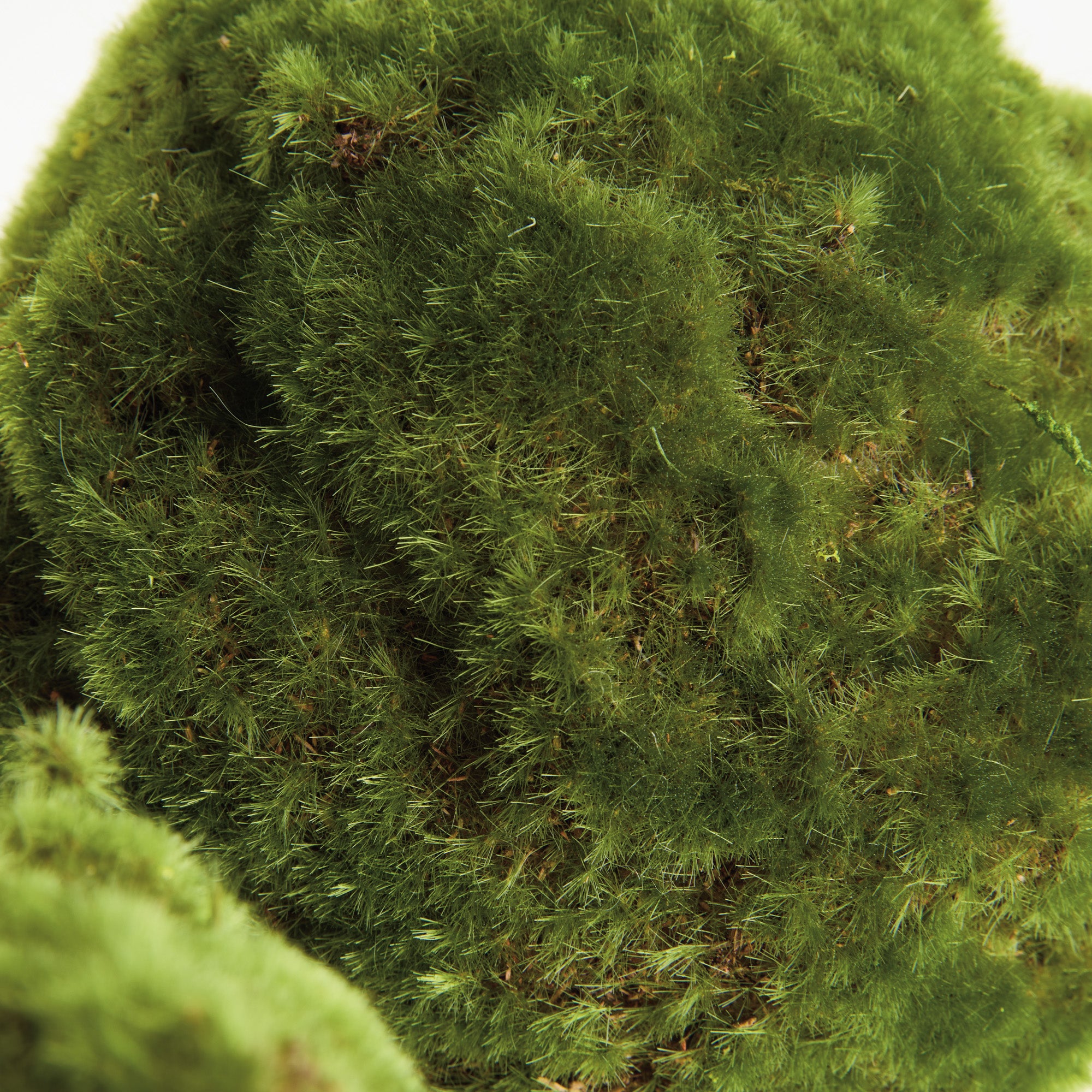 Moss 7in Orb Set of 3