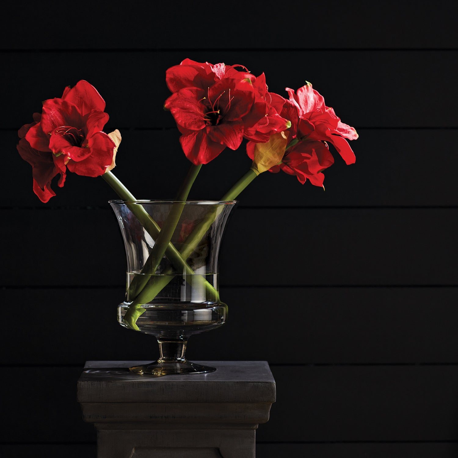 Amaryllis Red Bulb Faux Plant Set of 2