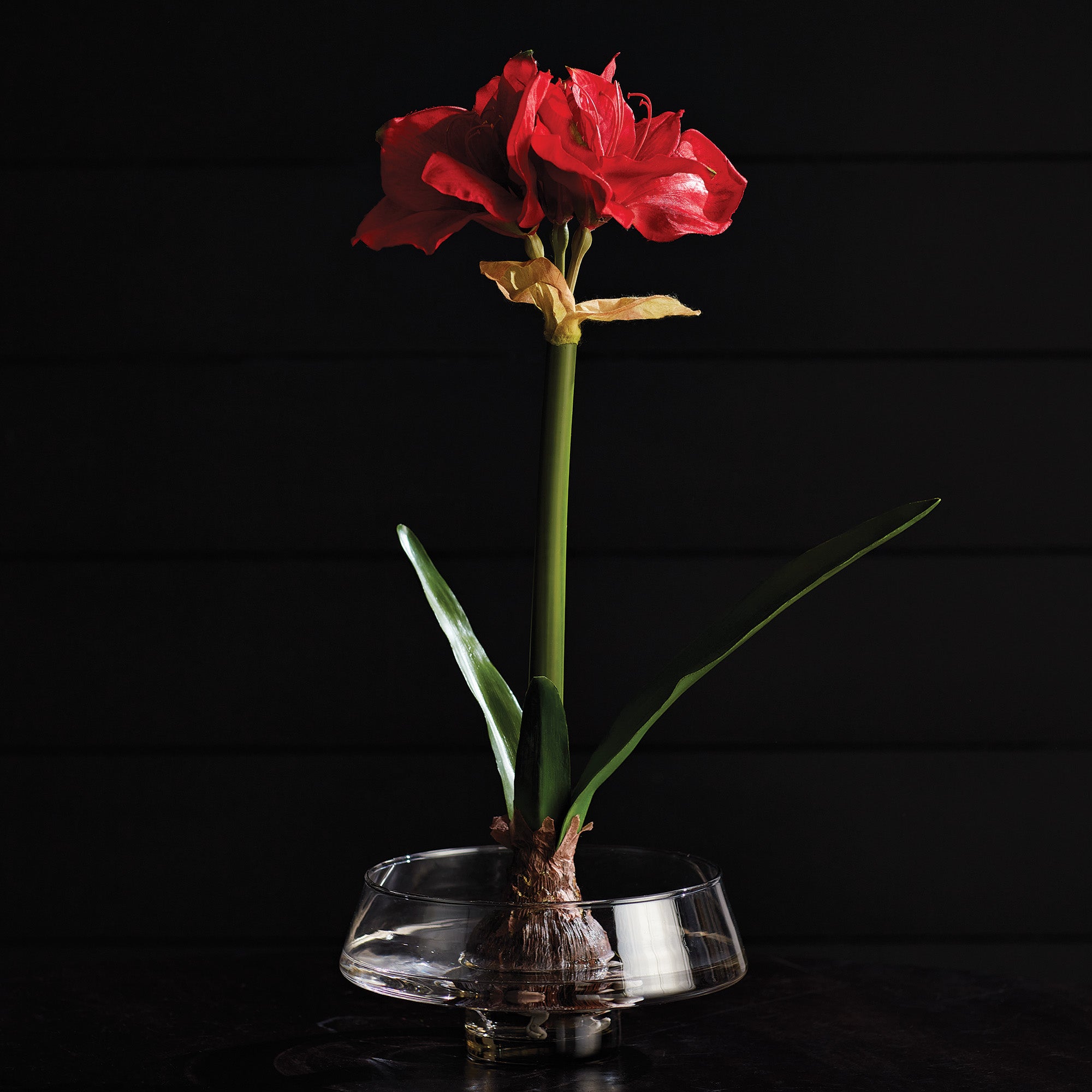 Amaryllis Red Bulb Faux Plant Set of 2