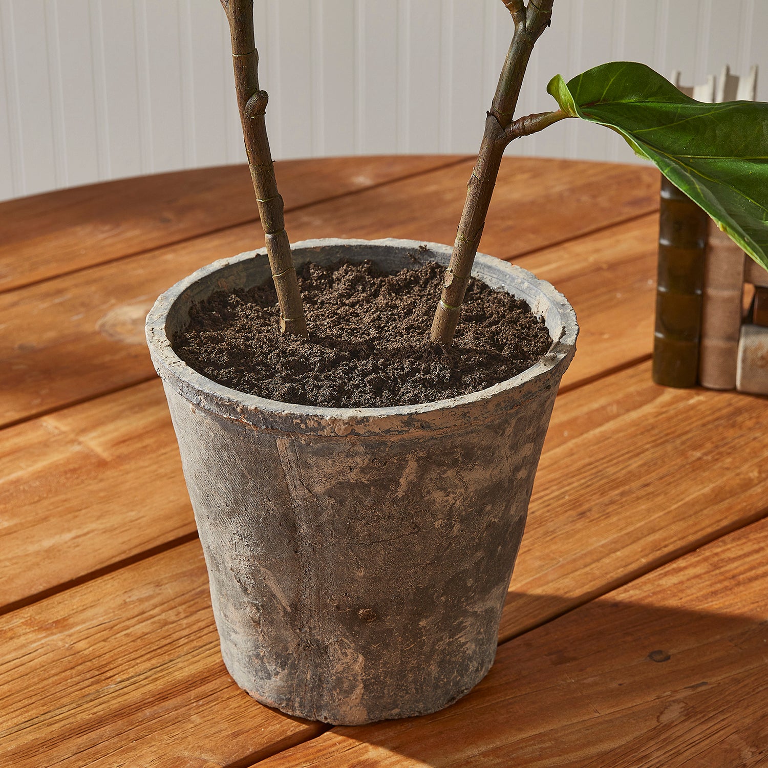 Fiddle Leaf Fig Tree Potted